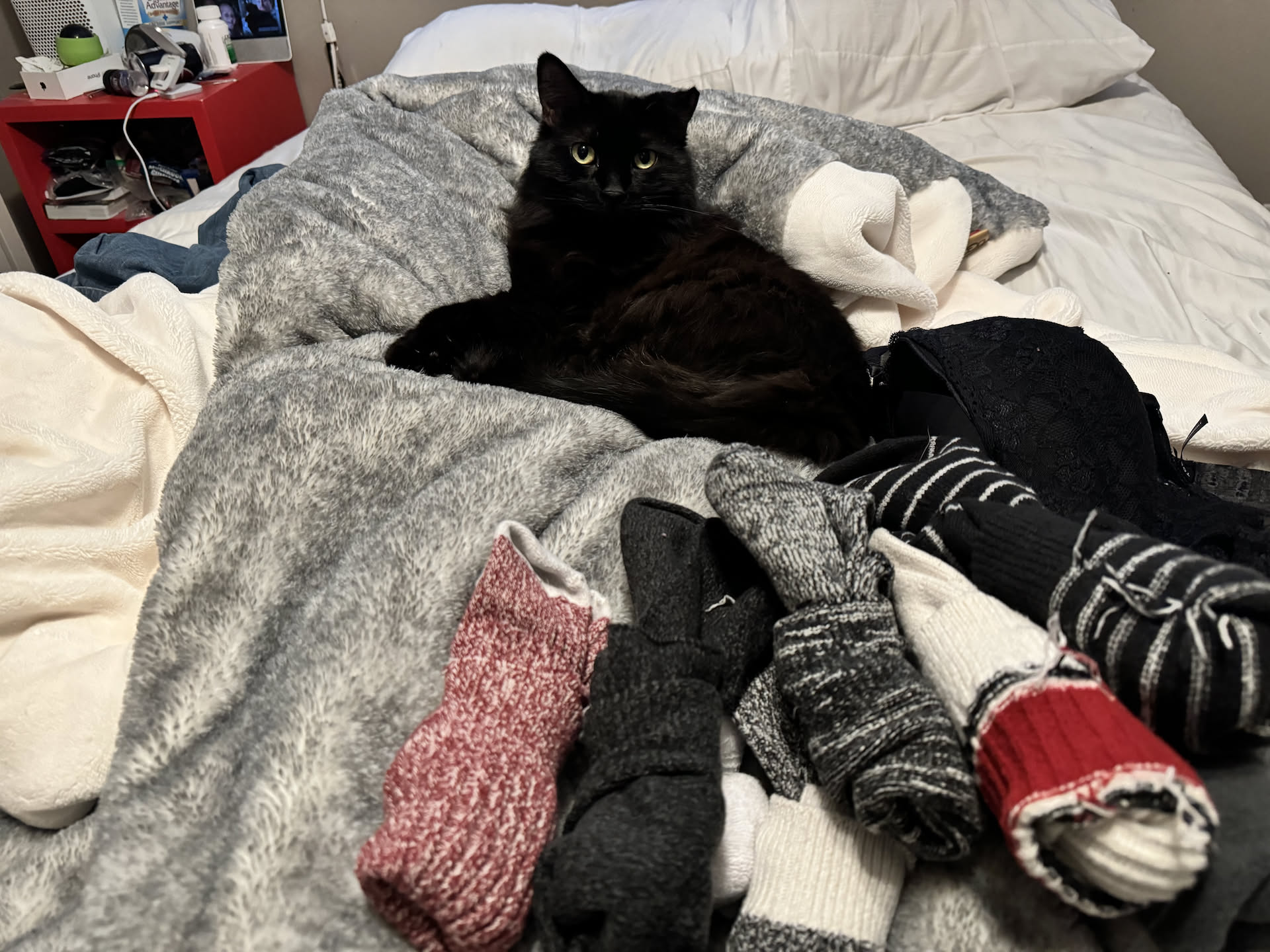 Gotham chilling on the bed while we get dressed and ready for the day.