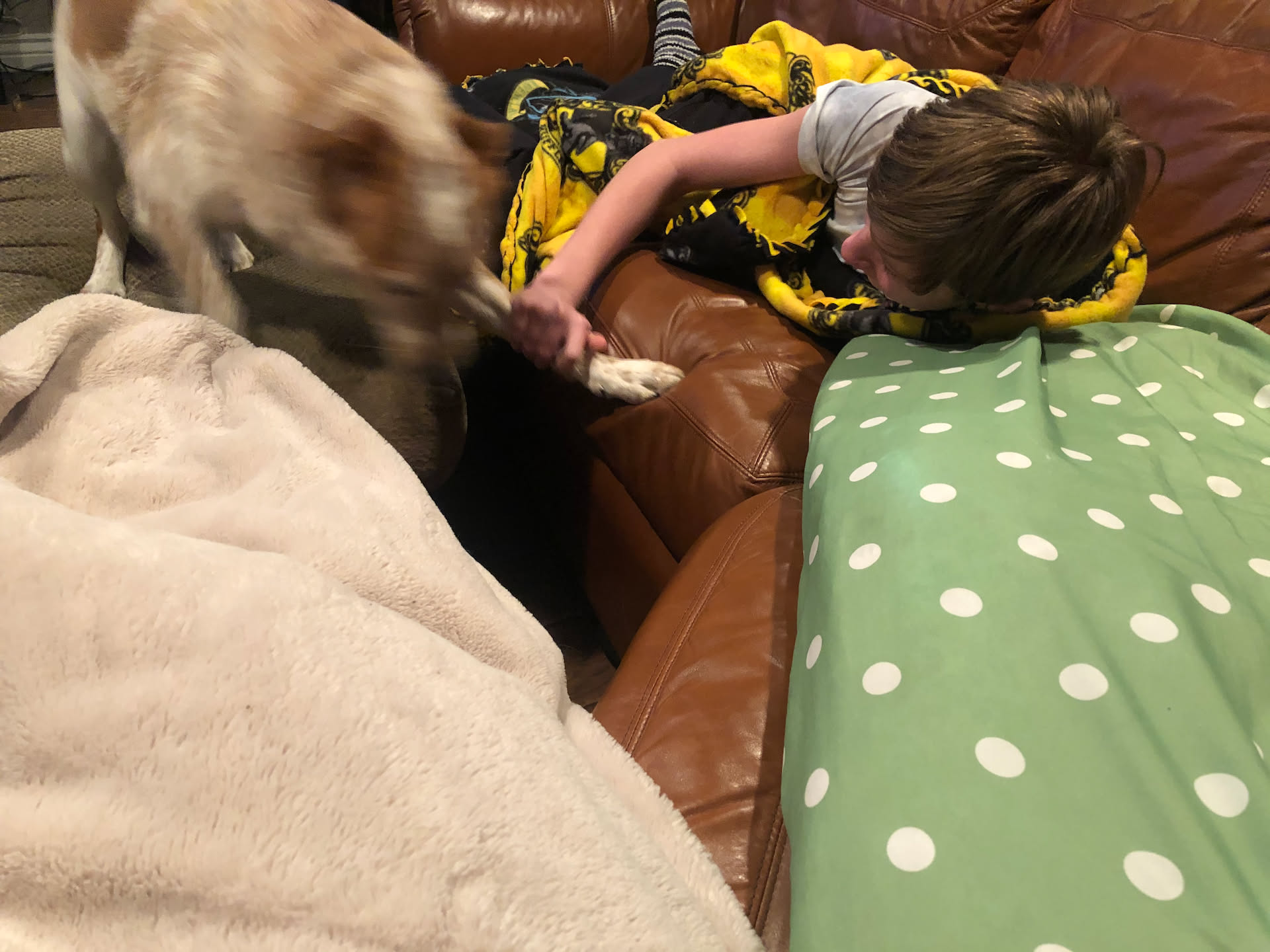 Avery and Loki playing.