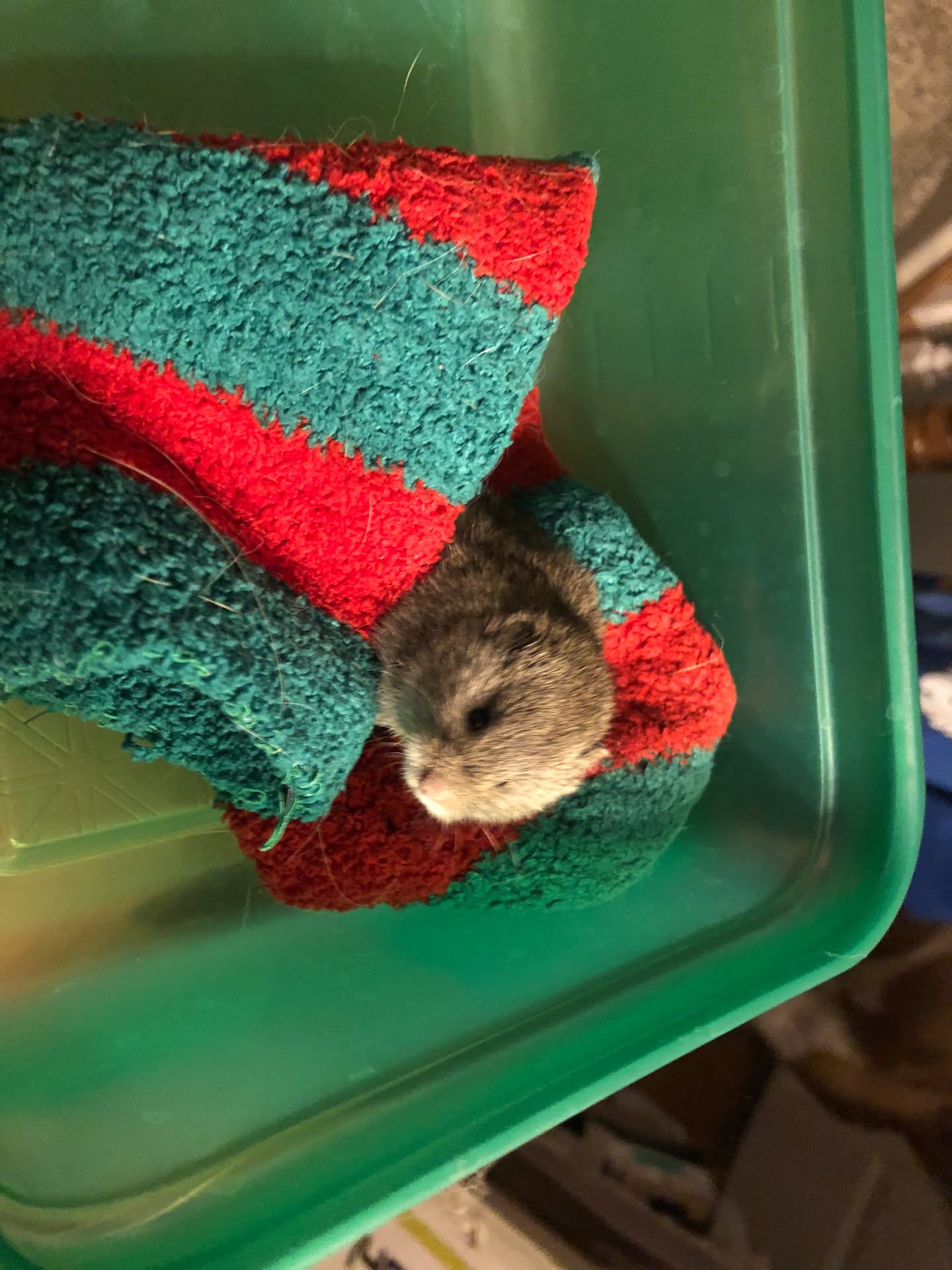 we came home to a surprise from the cats. They got a mouse. 😫😫😫😢 Nick put it outside, across the street.