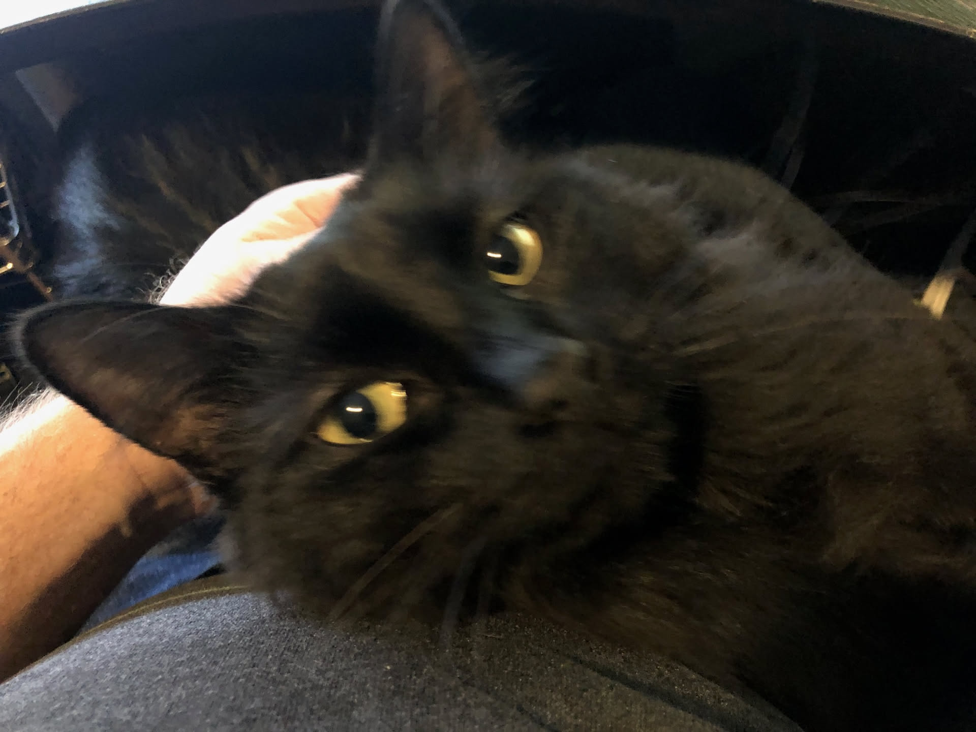 Gotham… has to lay in my lap every morning while I work.