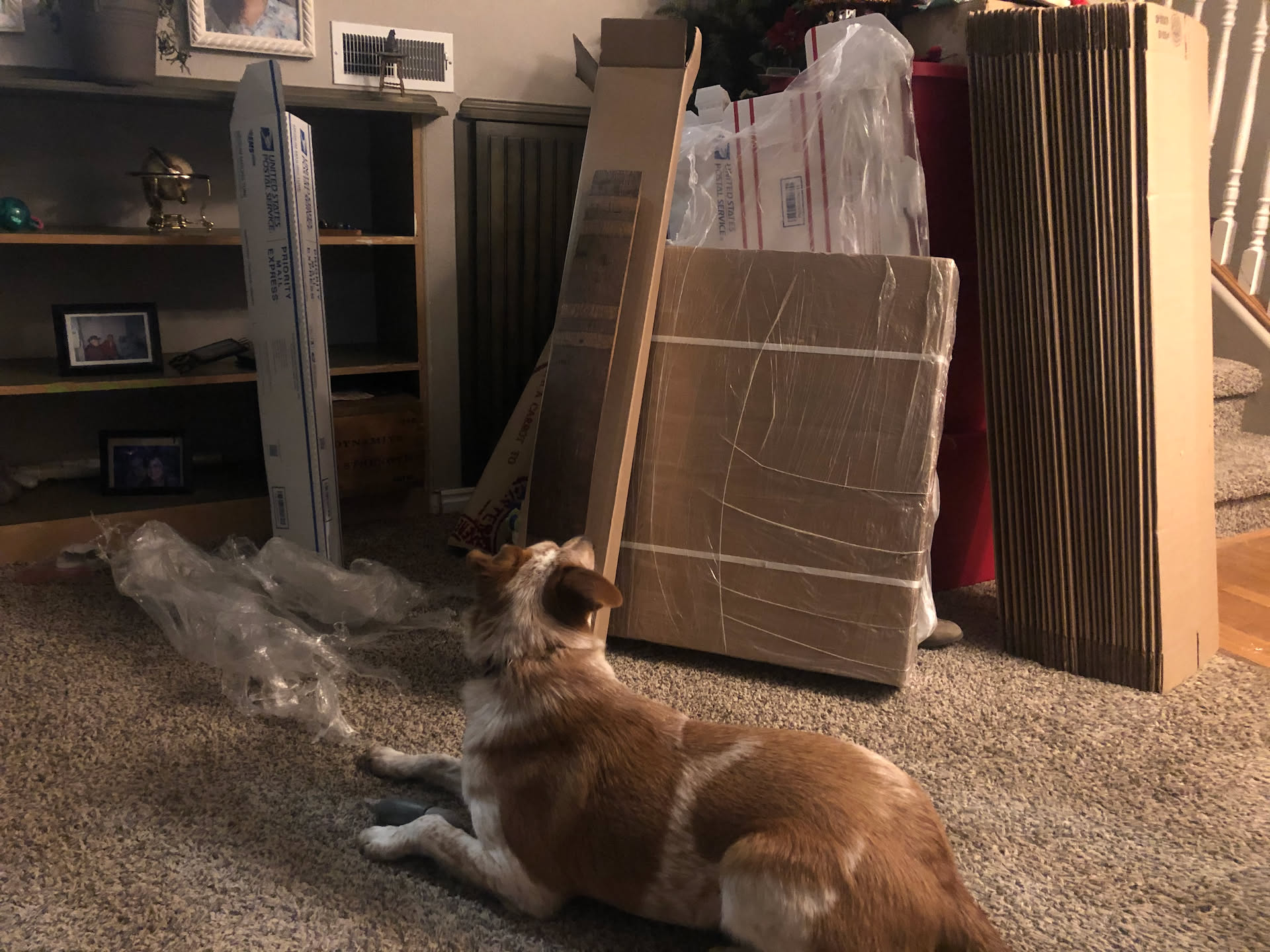 Loki looking at the shipment of boxes we got in for McKelmanns.