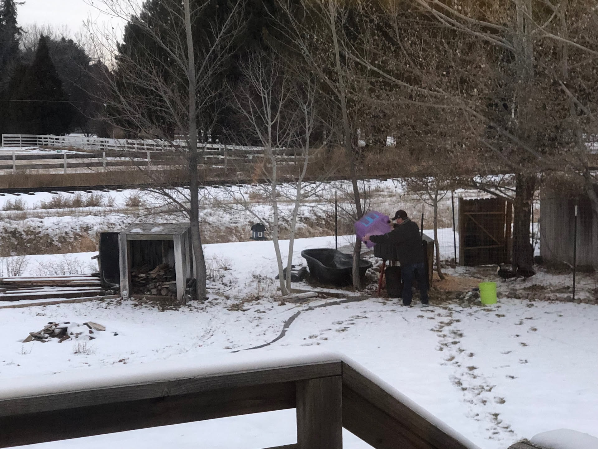 Working on the daily chores… giving the ducks some fresh water.