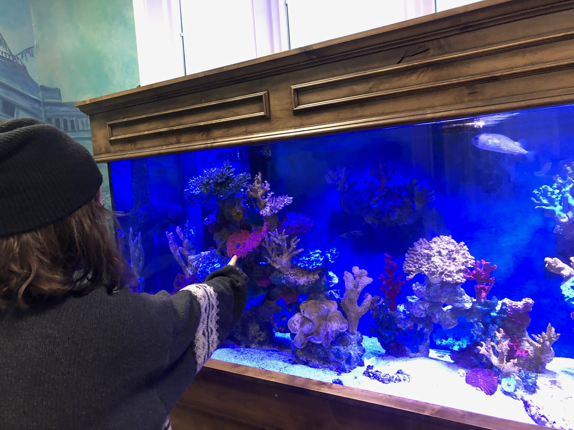 Airalynn looking at the fish tank at an appointment.