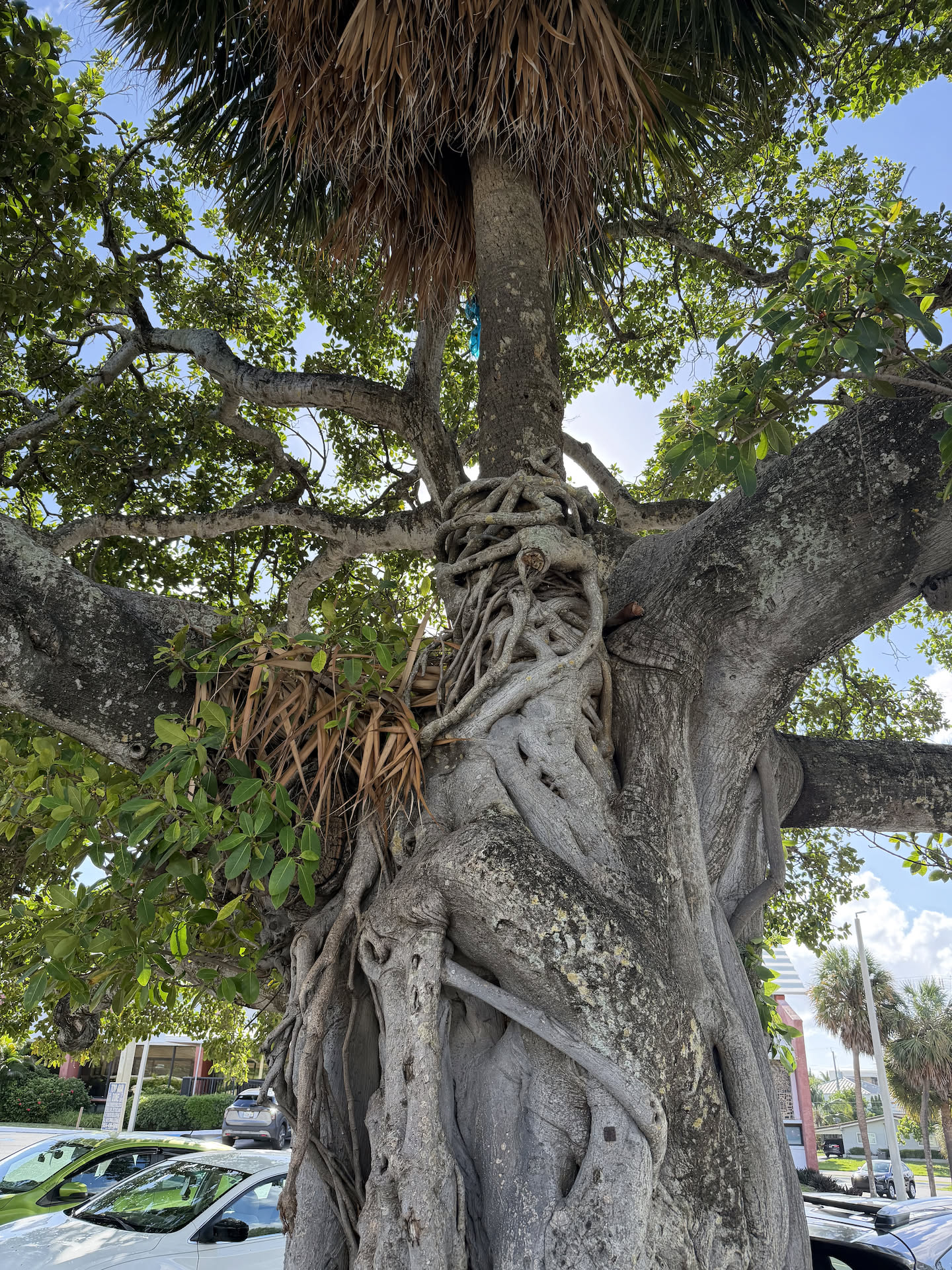 Went for a walk to get our blood moving and find a place to eat… found this cool tree that wrapped itself around a palm tree.