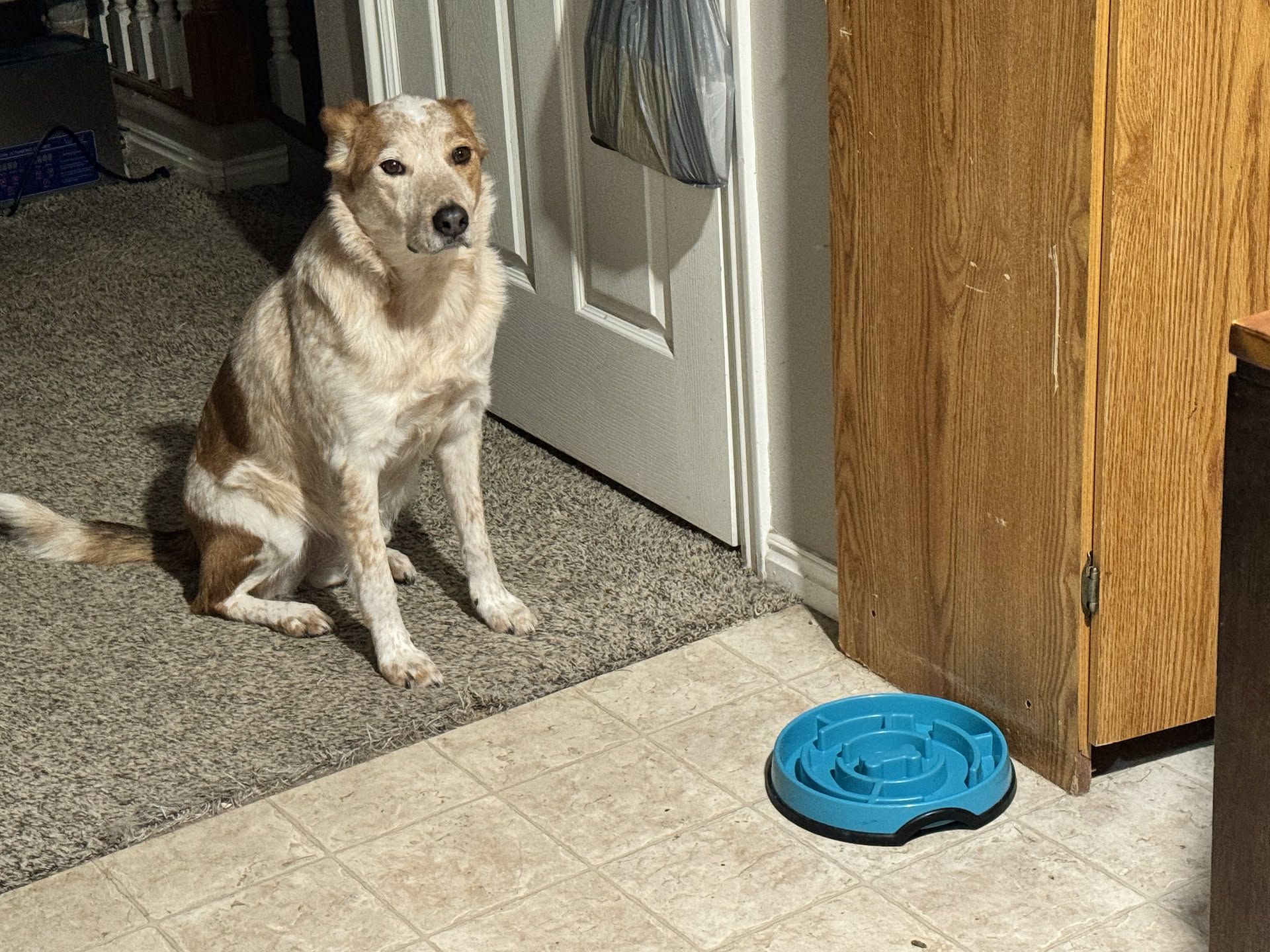 Loki already impatient waiting for his dinner (he eats when we eat).