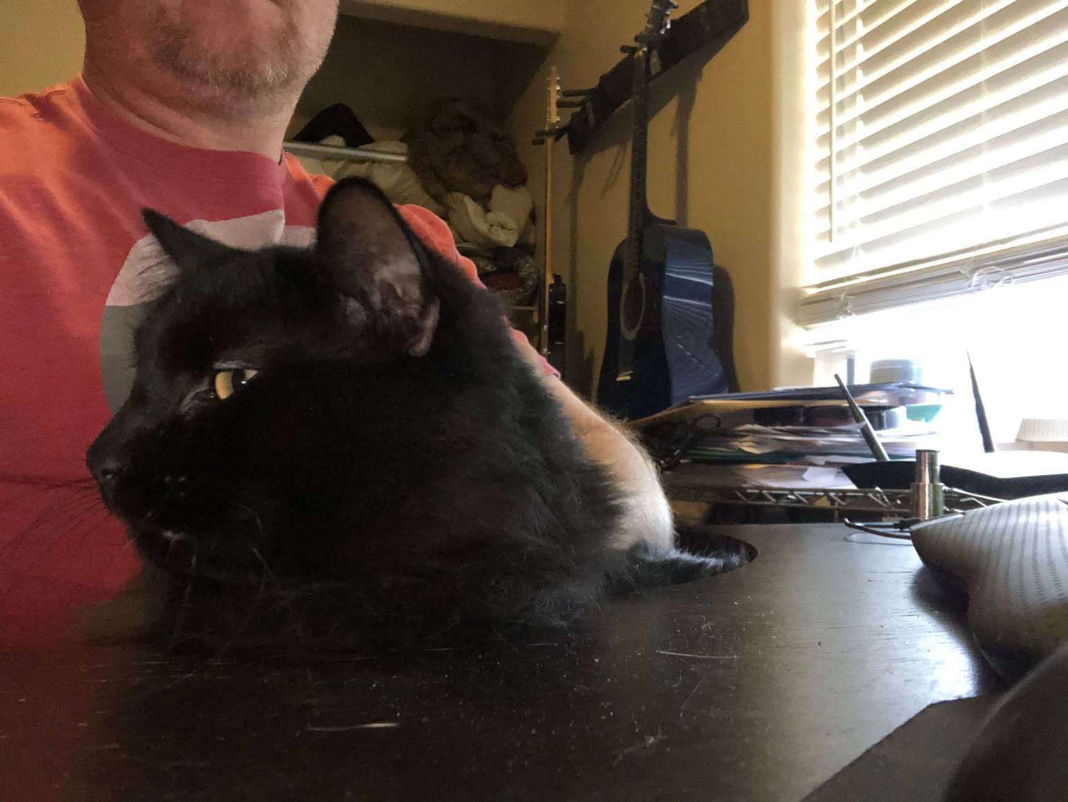 This cat has to visit me everyday while I work now… and I think the other cats are starting to catch on.