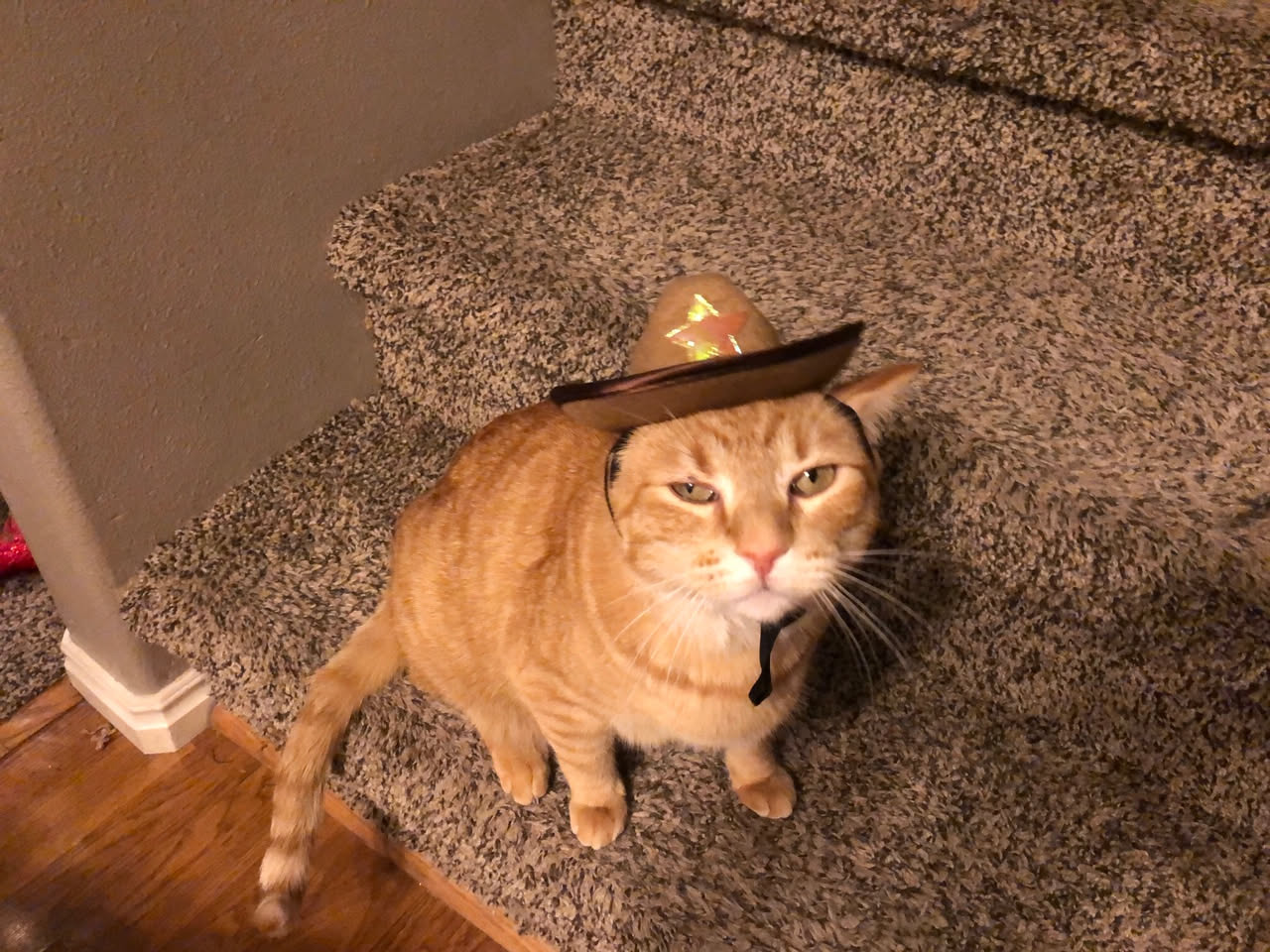 Deanna found a hat for the cats on the way home… Tater was the only one patient enough to wear it… but he wasn’t happy about it lol.
