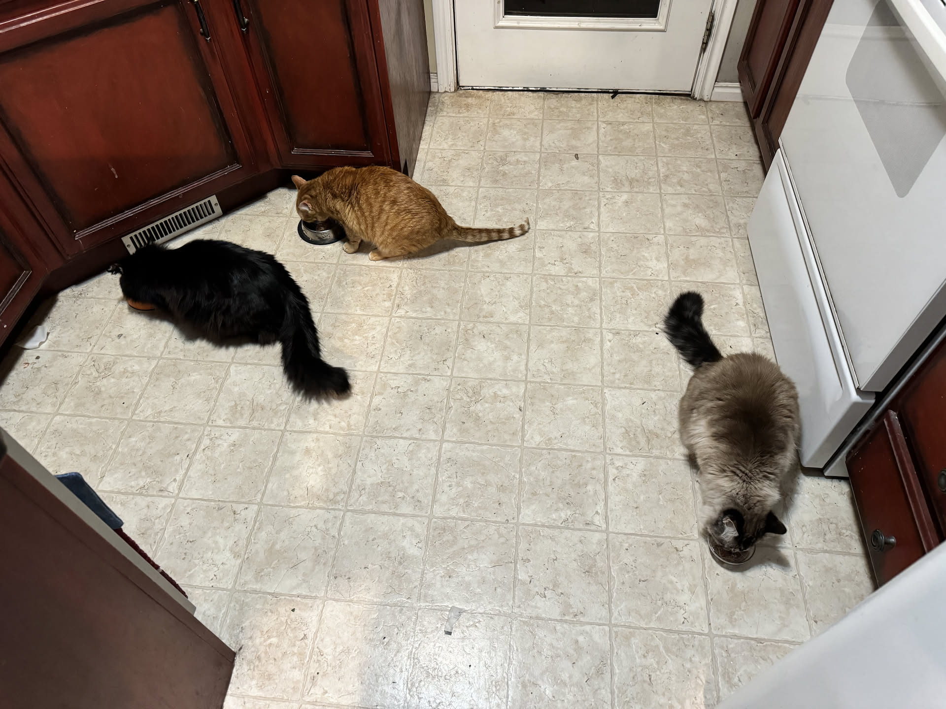 The cats are getting a treat!.