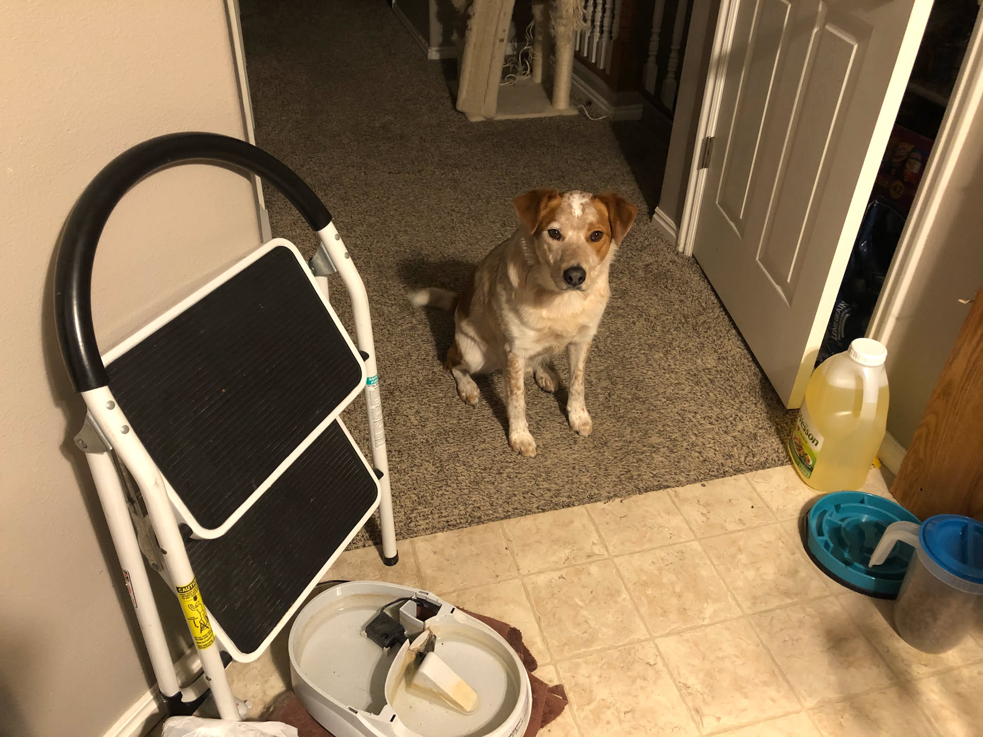 Loki was super sad he couldn’t join.