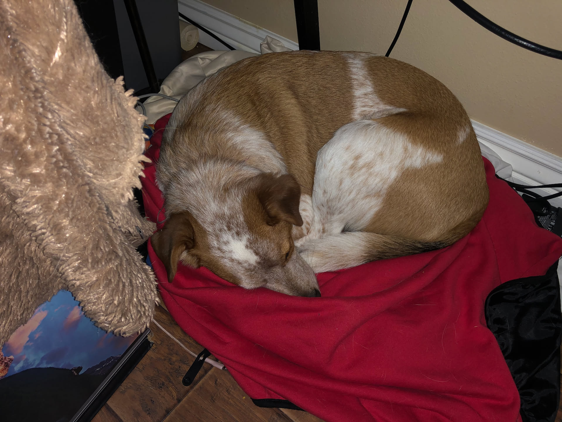 Loki cuddled up next to Deanna while she works.