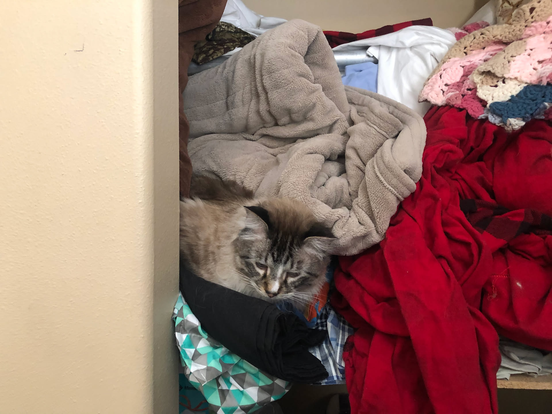 Maynard decided to sleep in the closet today.