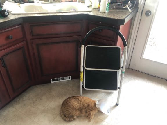 Tater is so miserable with his cone that he is making sure he is in our way with everything we do… Hopefully he will get it off in two days.