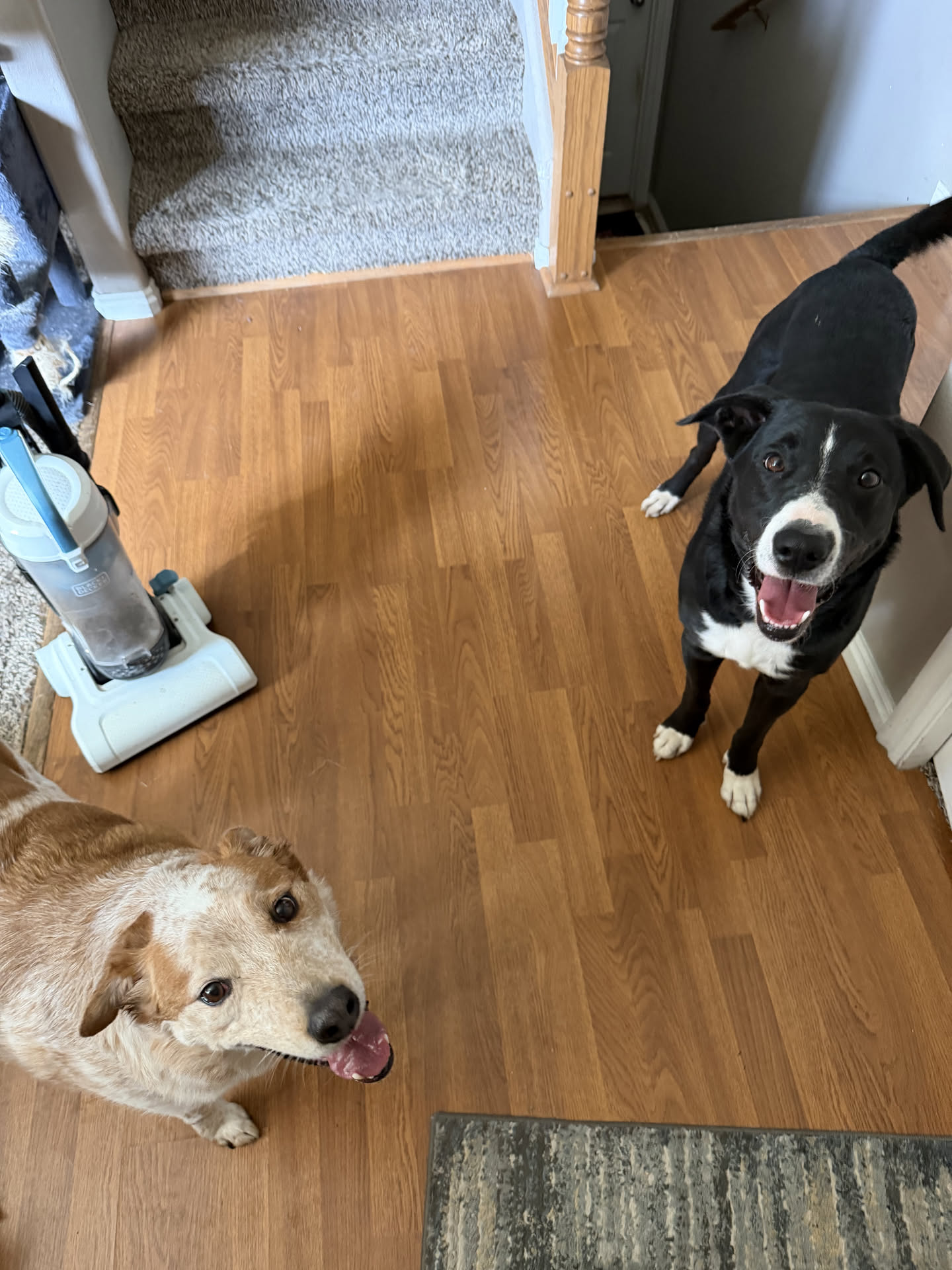 I let him come in. They seem to be best friends now.