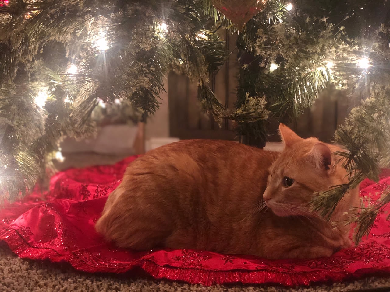 Tater under the tree… doesn’t this look like a legit Christmas card?