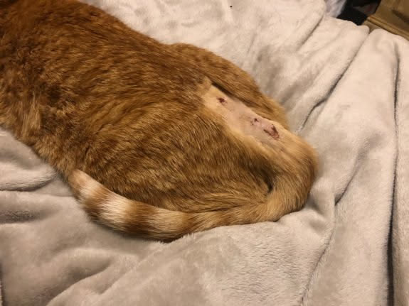Started our morning out seeing that Tater pulled his drainage tube out while we slept… ugh.