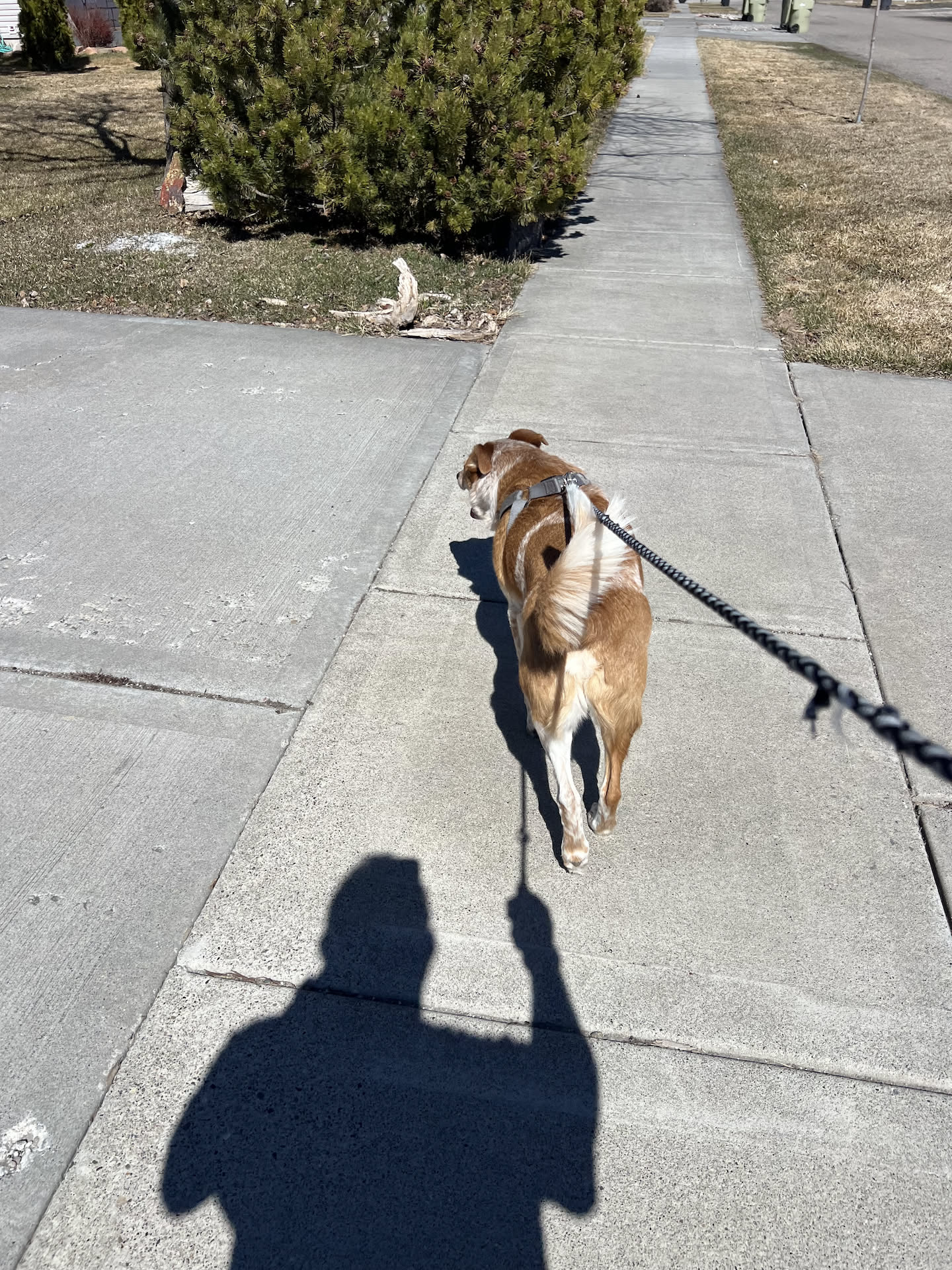 While Deanna was taking her home, Nick went for a walk with Loki because the weather was so nice.