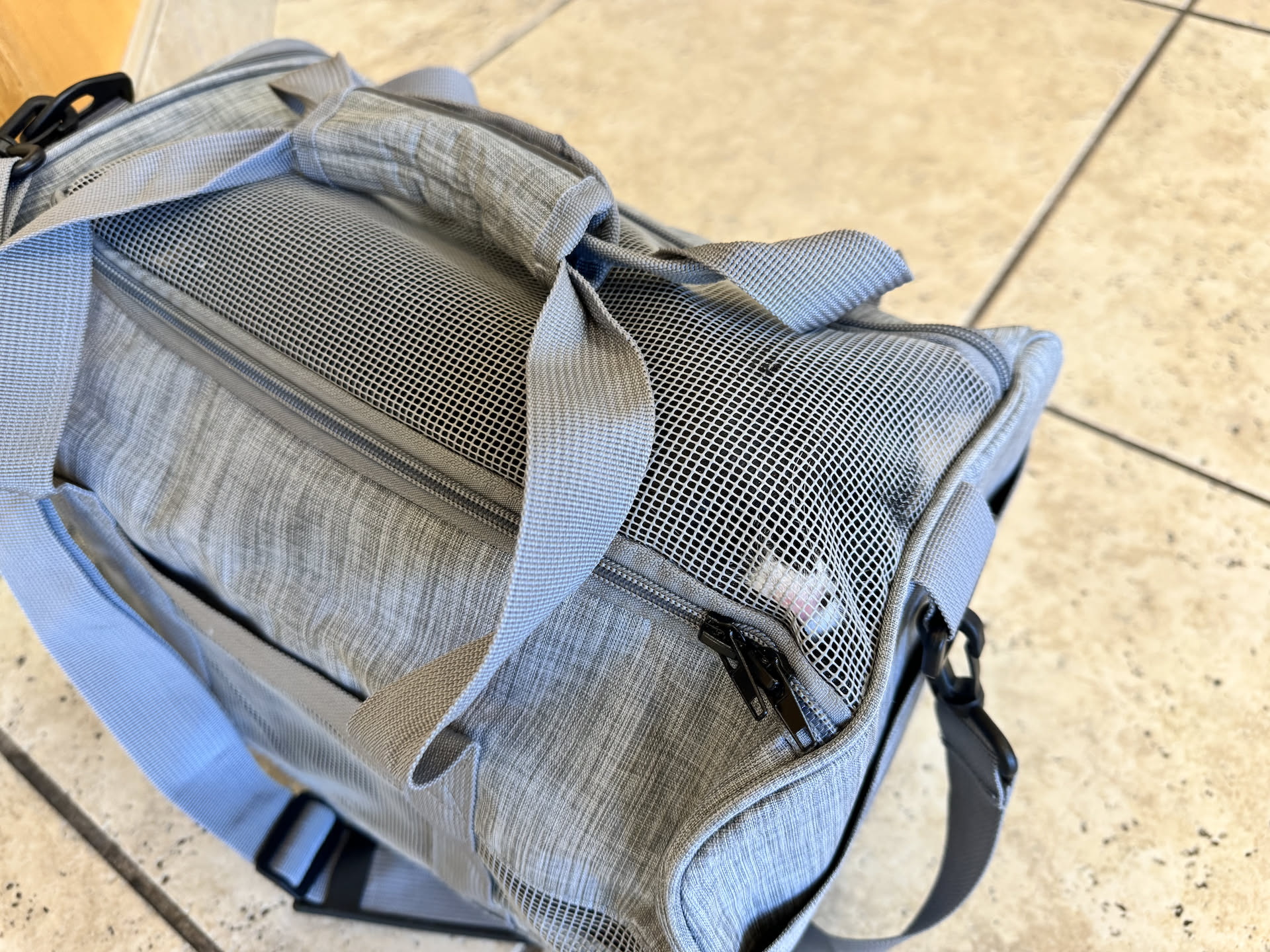 Deanna had to take Pickles (Granny’s cat) to the vet today for dental surgery.