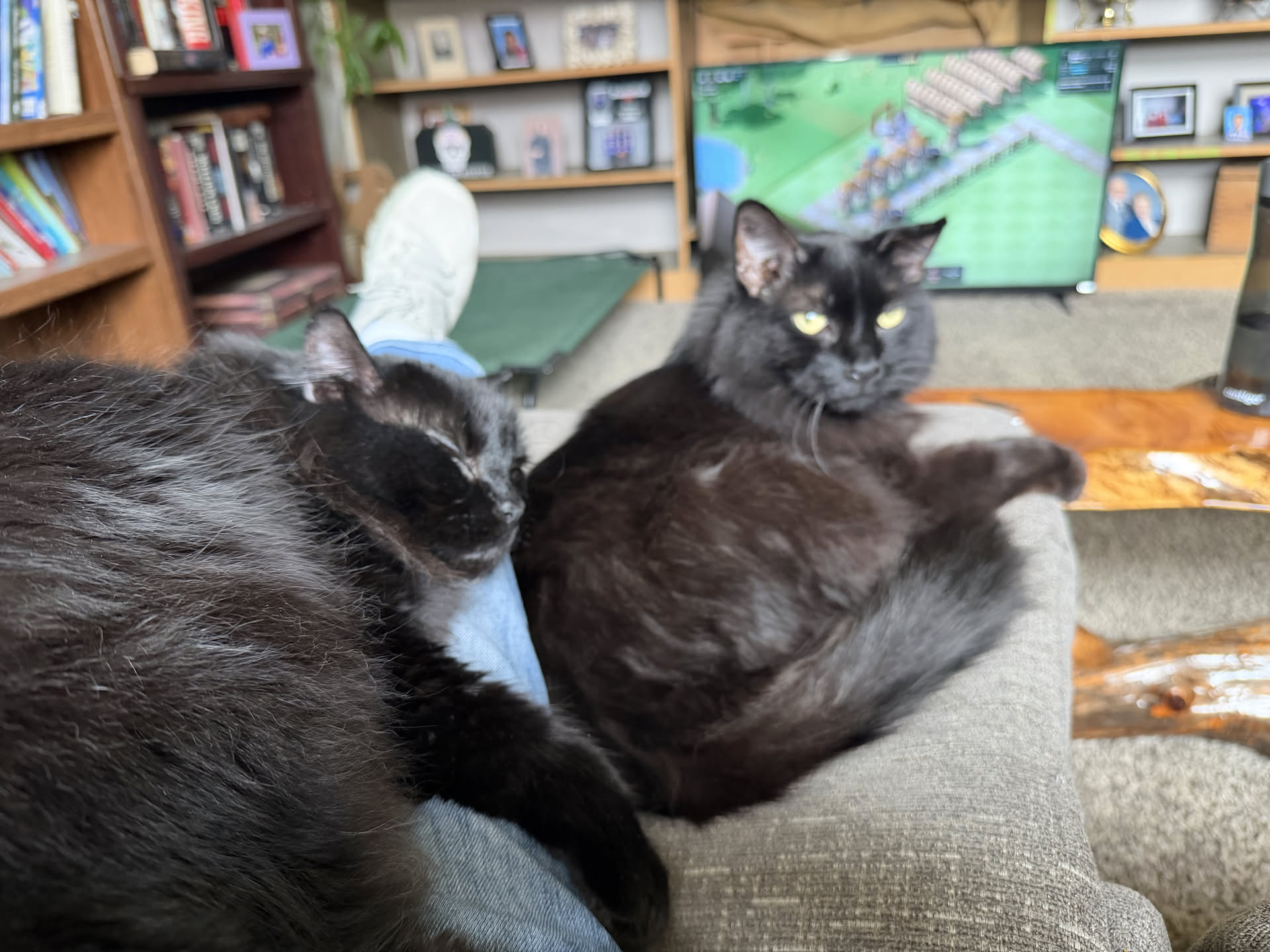 Both black kitties sitting with me… these cats really missed us!