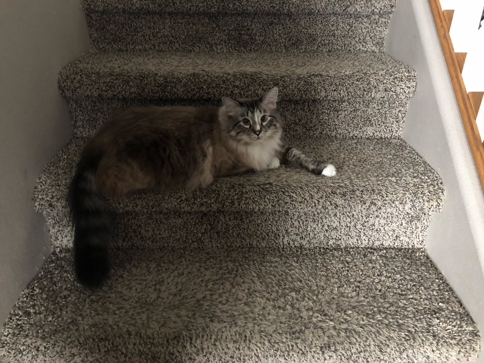 He loves getting stepped on, or something.