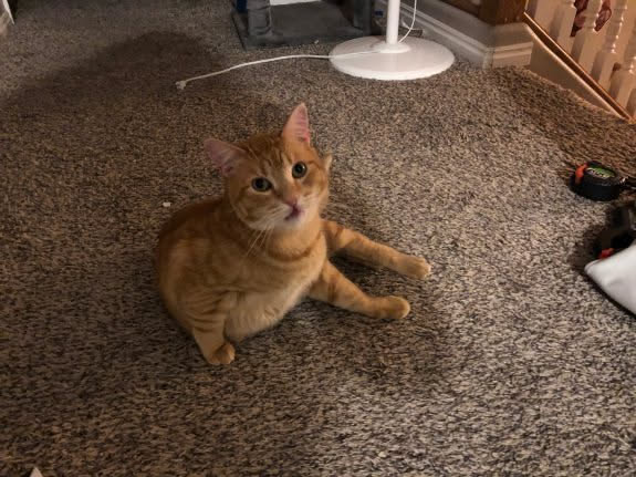 Tater is flipping happy to be rid of that cone.