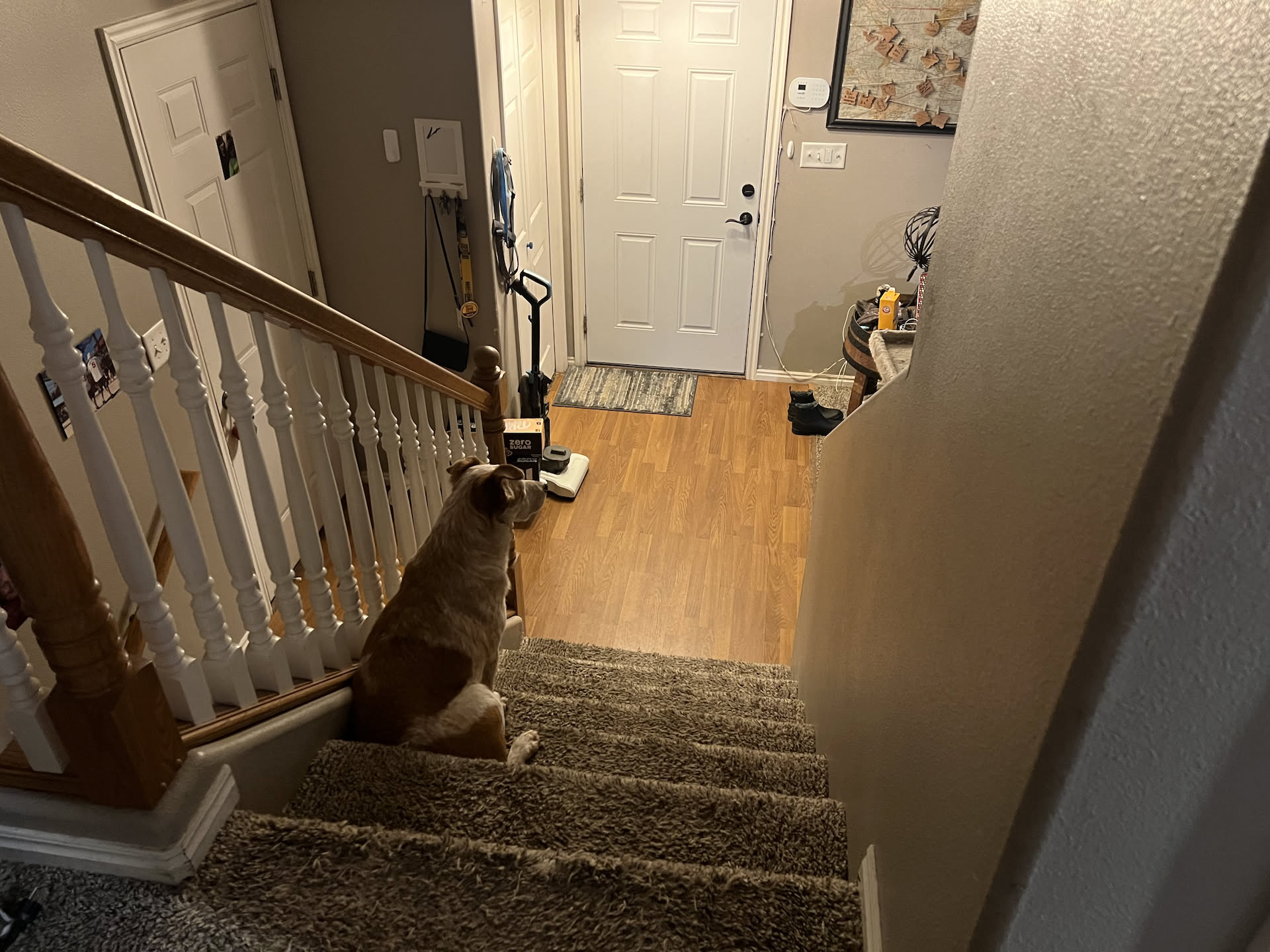 This dog doesn’t really like hanging out with Dad (Nick). Just sits on the stairs and waits for Mom (Deanna) to get home.