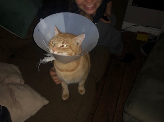 Hopefully tomorrow poor Tater will get his cone off.