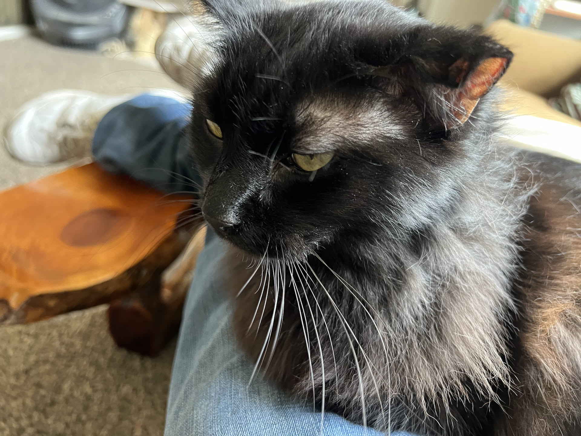 Gotham came and sat on his lap… such a beautiful cat.