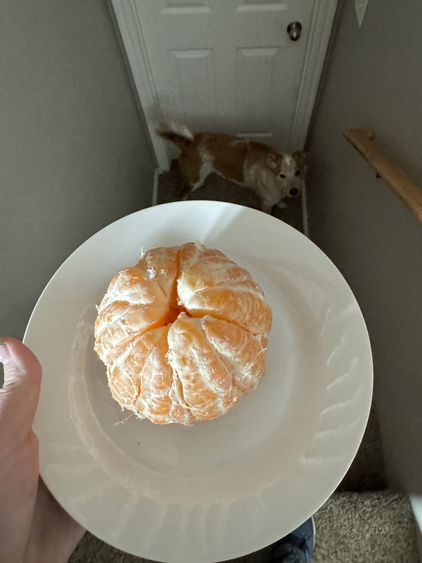 After letting him outside… Deanna took down an orange to her office for breakfast.