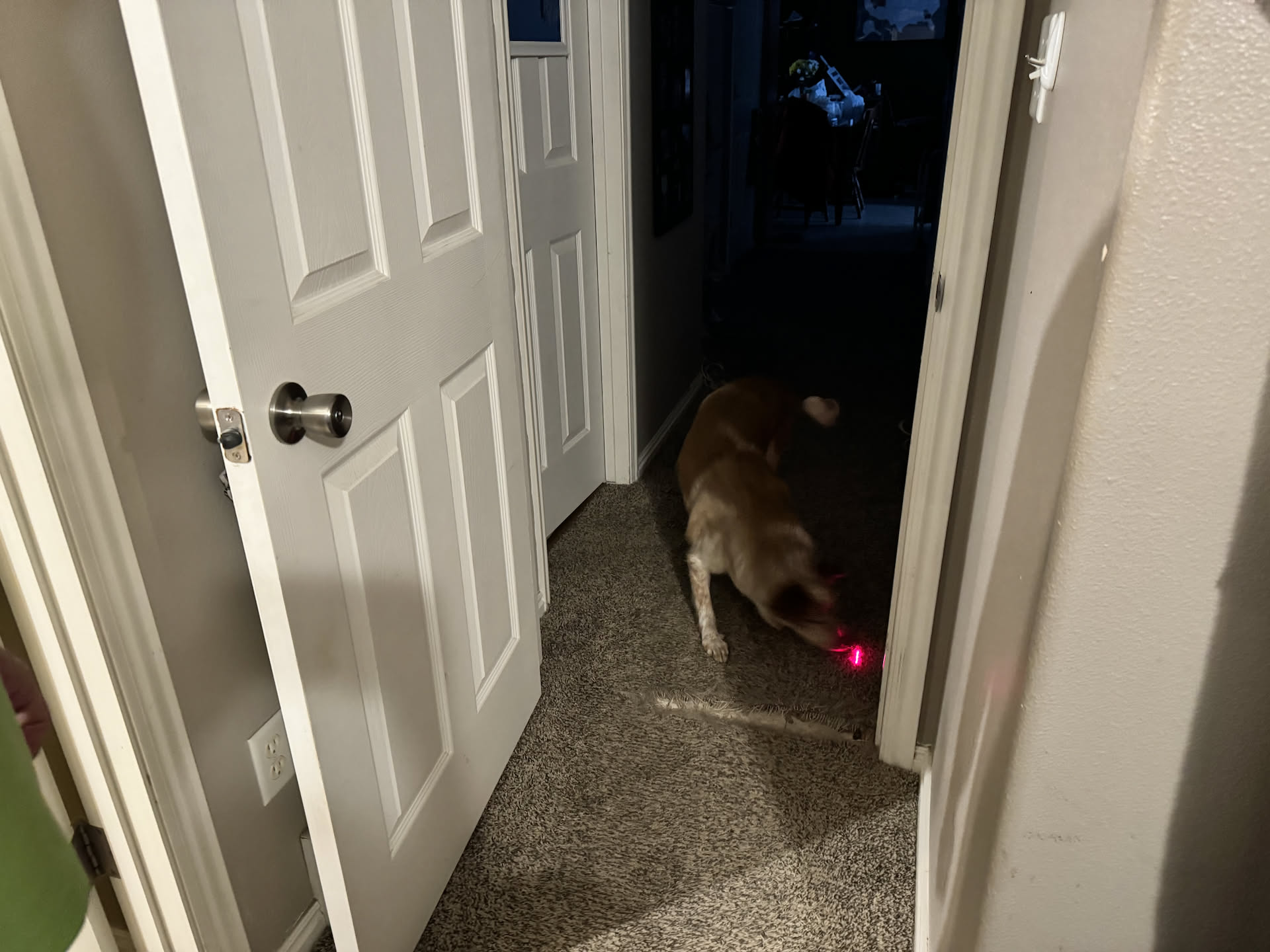 Yesterday at Big Deal Outlet, Nick insisted on buying a laser pointer to play with the cats with… well the dog likes it more. A little morning play before mom and dad leave for work.
