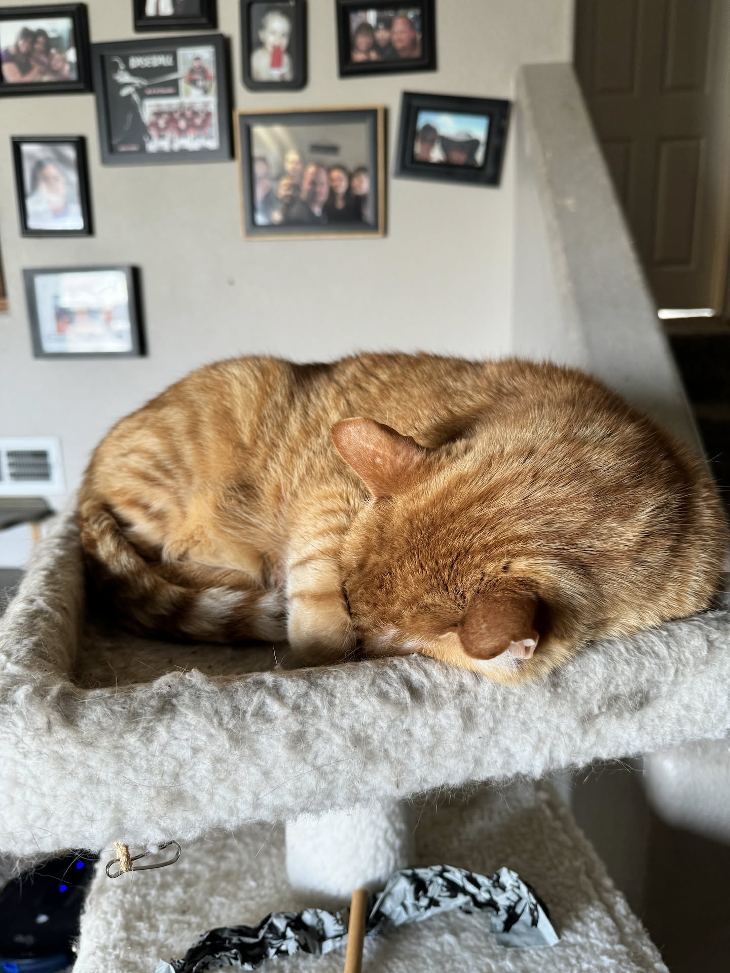 Tatertot taking a nap.