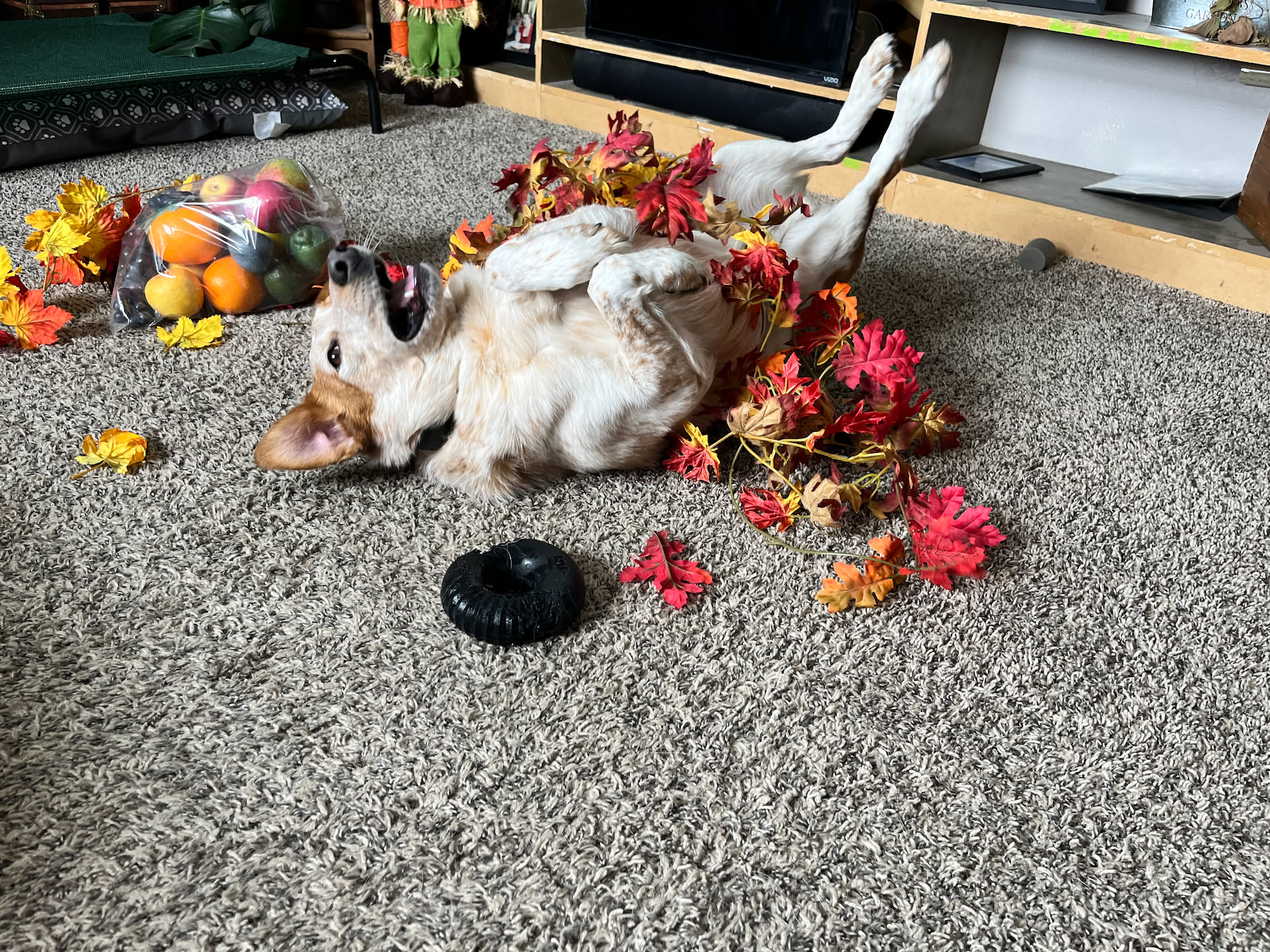 Deanna finally took down some of our fall decorations (yes we know), but Loki started playing in them thinking they were real leaves lol.
