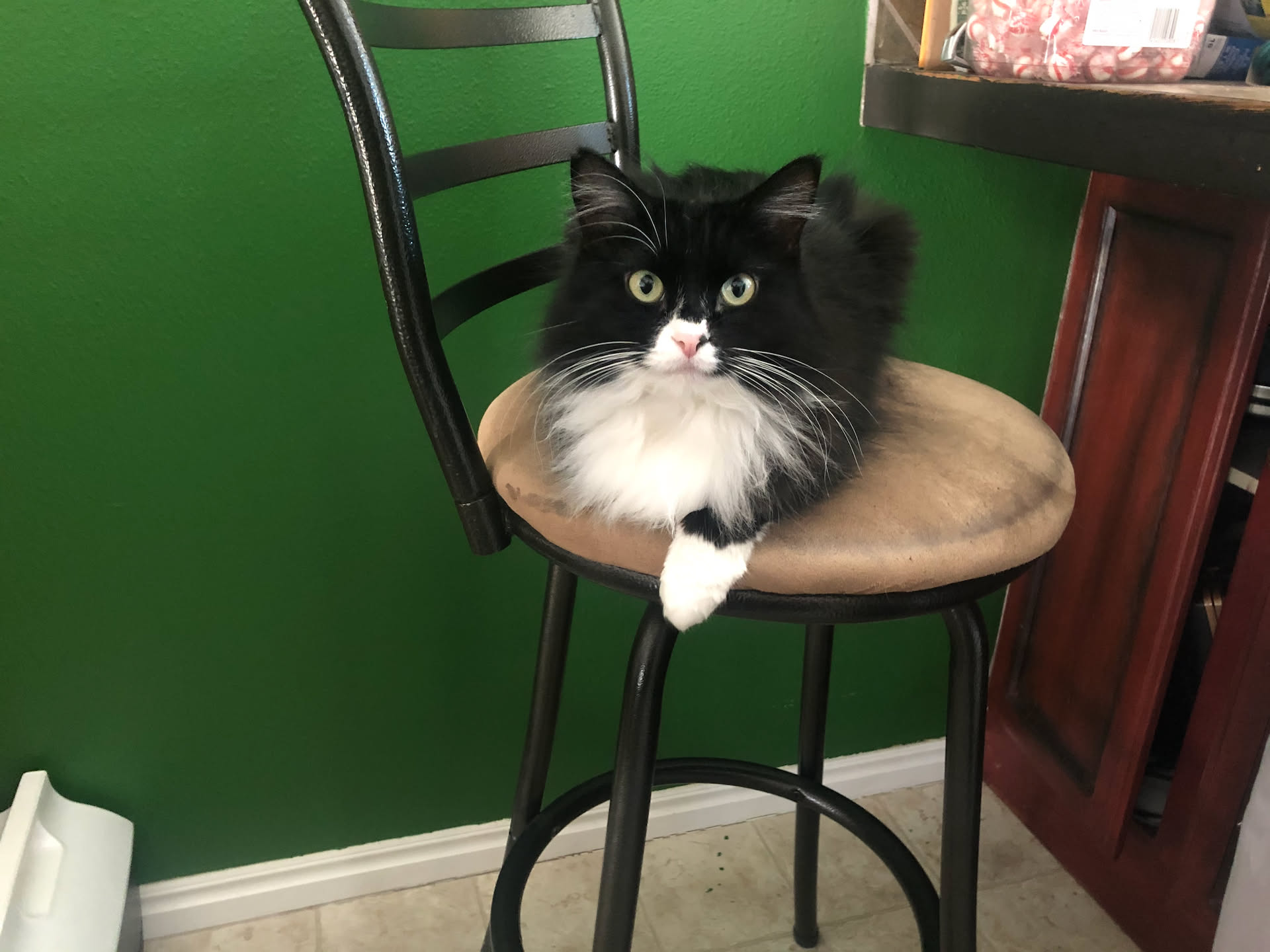 Ms. Pickles visiting with us at lunch
