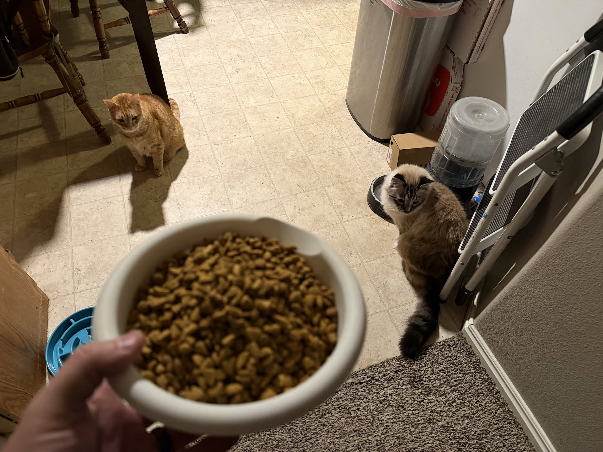 Forgot to check the cat’s food last night… they are begging me morning.