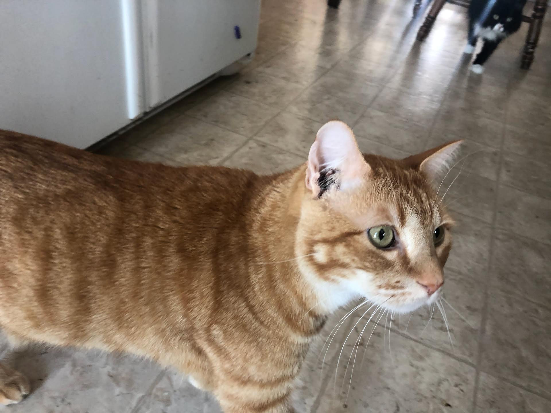 Tater always following me around the house when I get up.