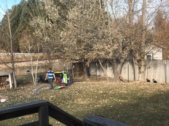 Back to work taking care of the ducks… So far the heater is working on their water, but we haven’t had any extreme cold nights yet… Also I raked today, but no pics of that.