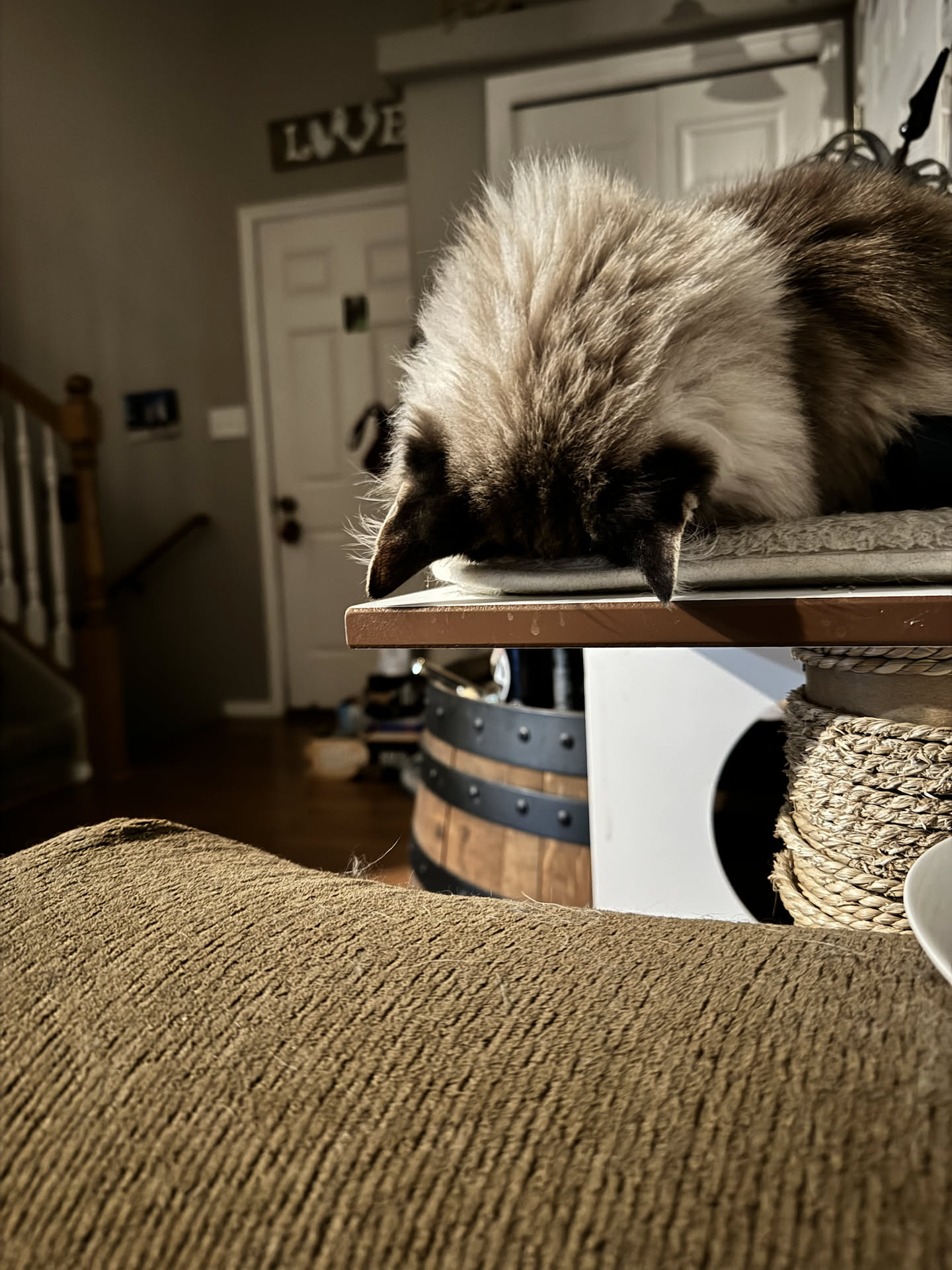 While winding down for the evening, we caught Maynard sleeping with his head like this.