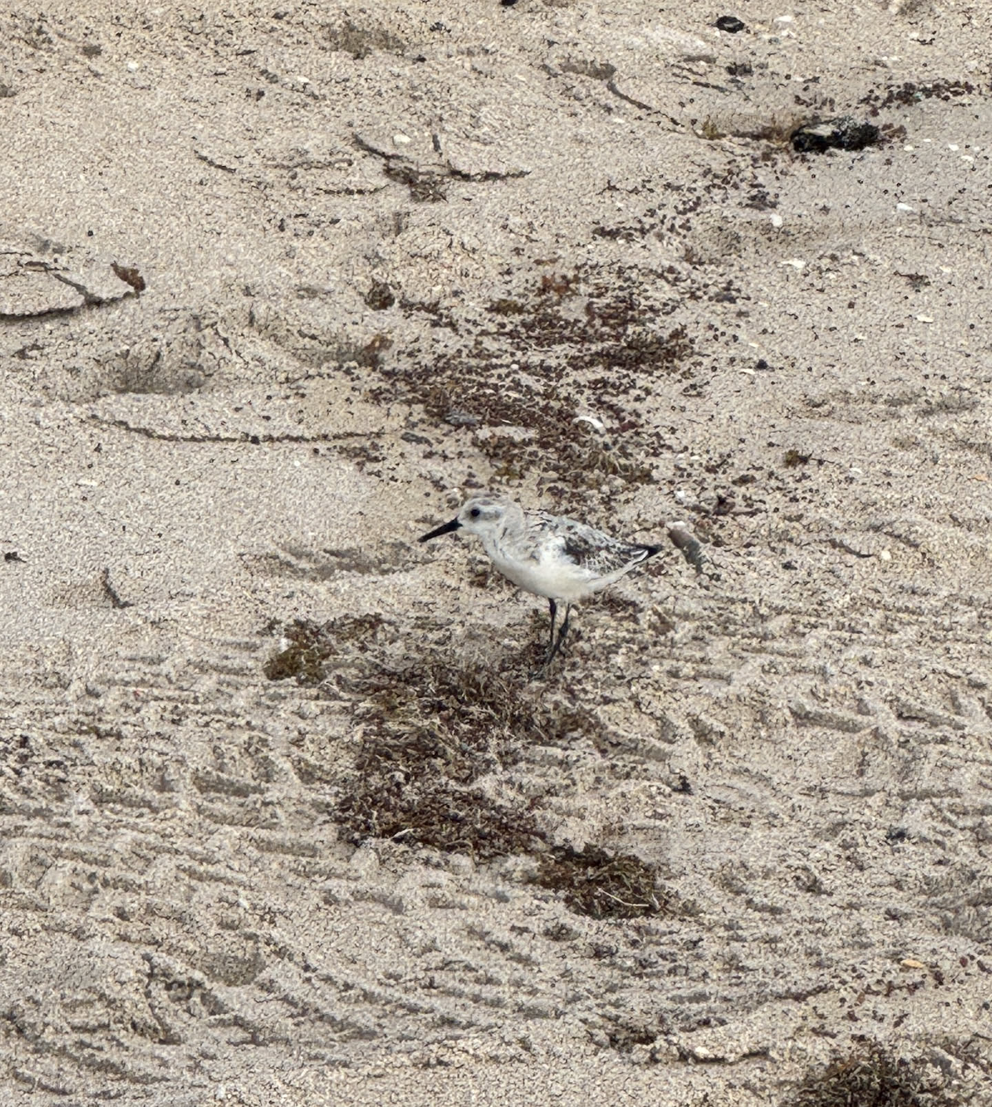 Little bird on the beach was fun to watch.