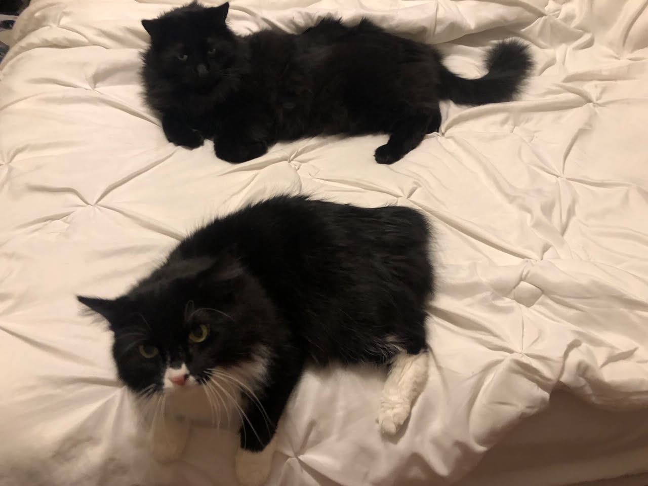 Cats in the morning!