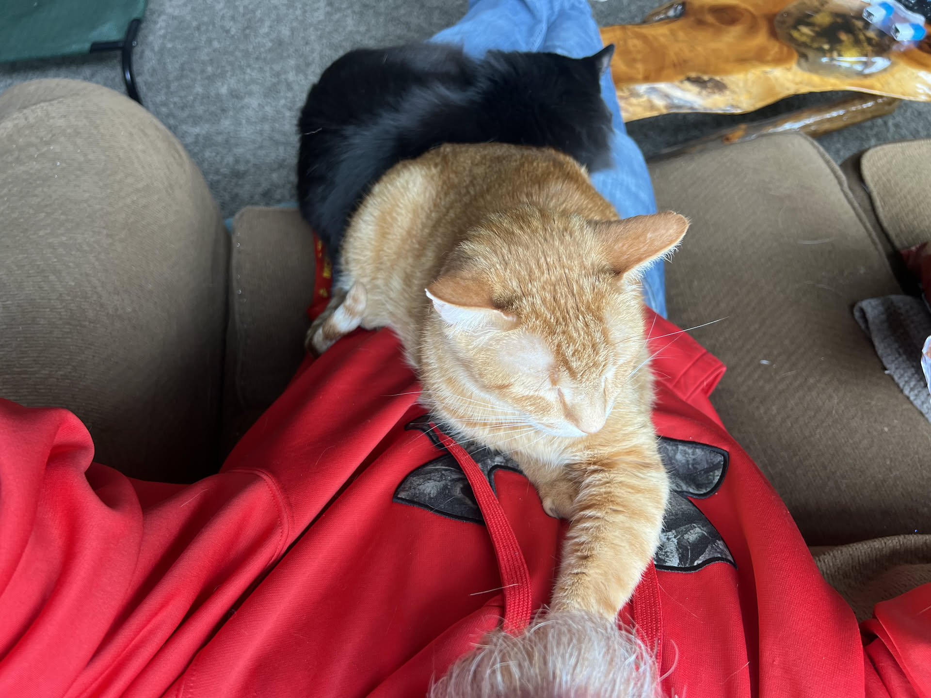 Right when Nick got home, he got a call from Dominick (he hasn’t heard from him since Christmas, not even replies from texts)… was a great conversation, and while talking on the couch, both Tater and Gotham decided they wanted to lay on him.
