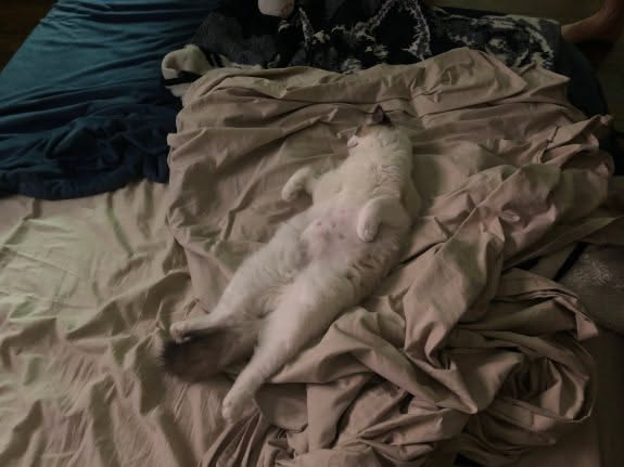Lilly taking full advantage of my bed in the living room.
