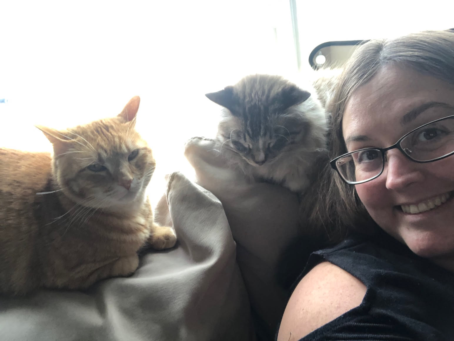 Deanna is finishing up the gifts for our McKelmann Christmas, and the cats have to be around her.
