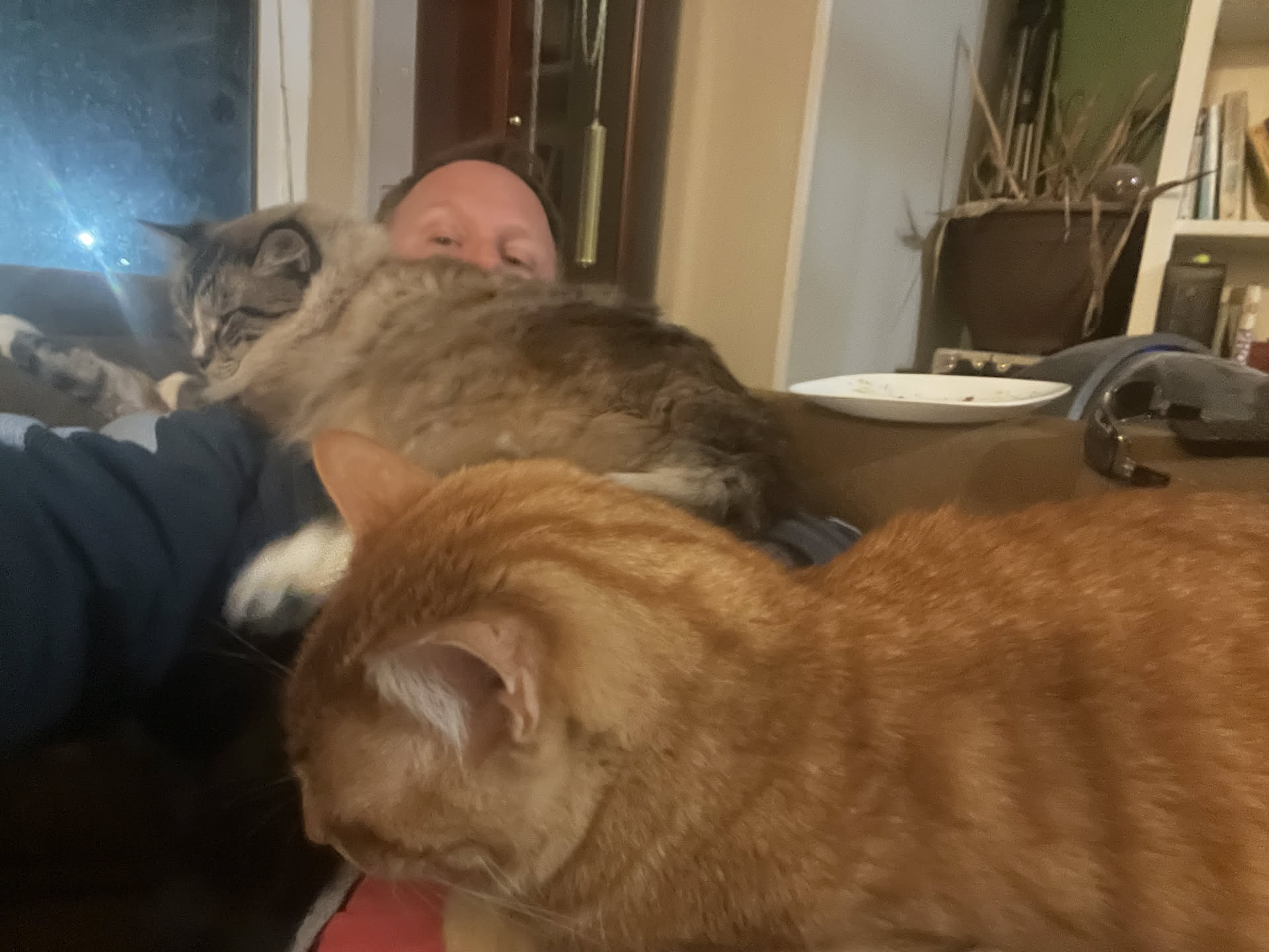 More relaxing for Nick means a place for the cats lay.