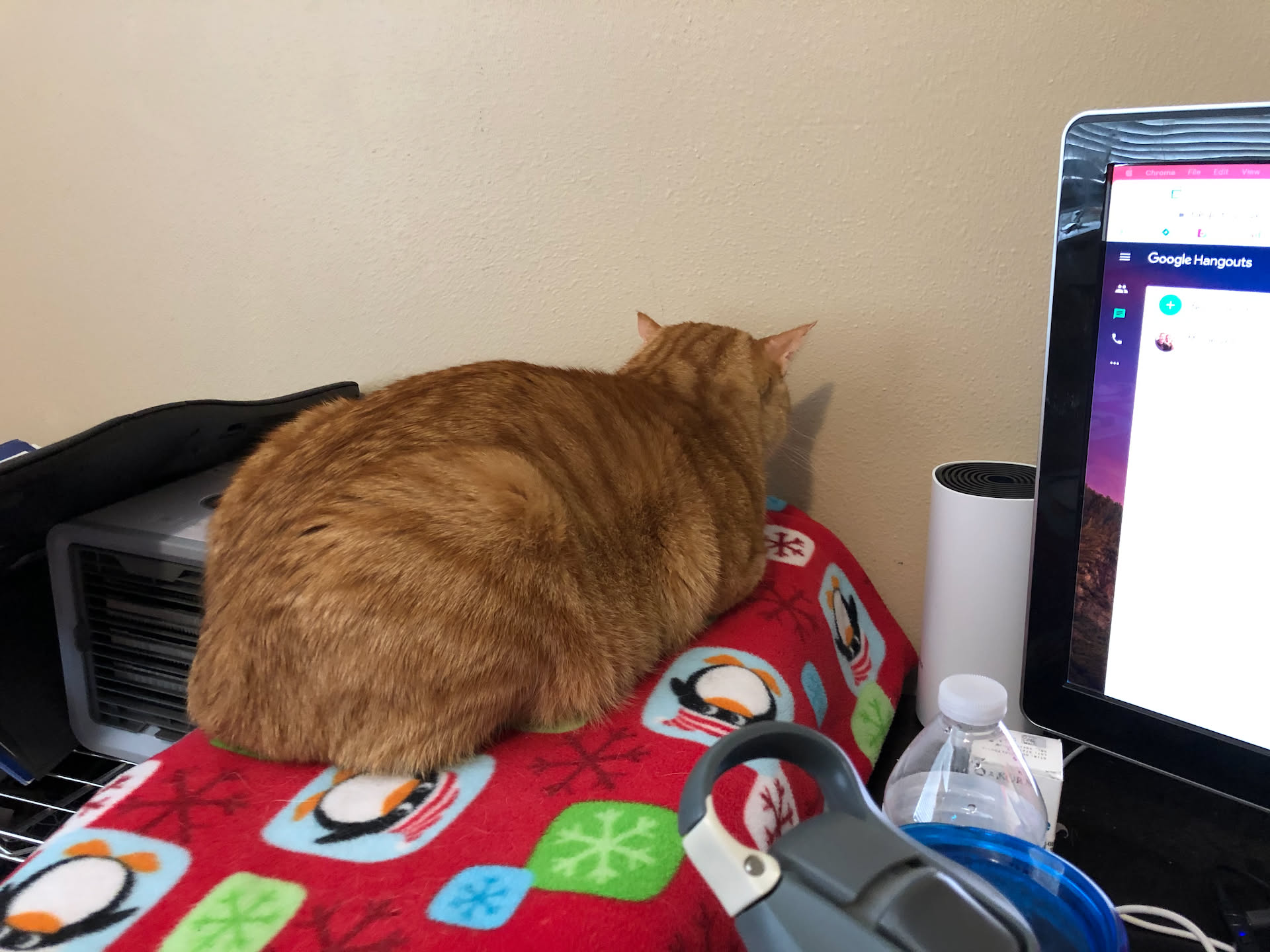 Not sure what Tater’s issue is today, but he wants to be near me, but doesn’t want to look at me lol