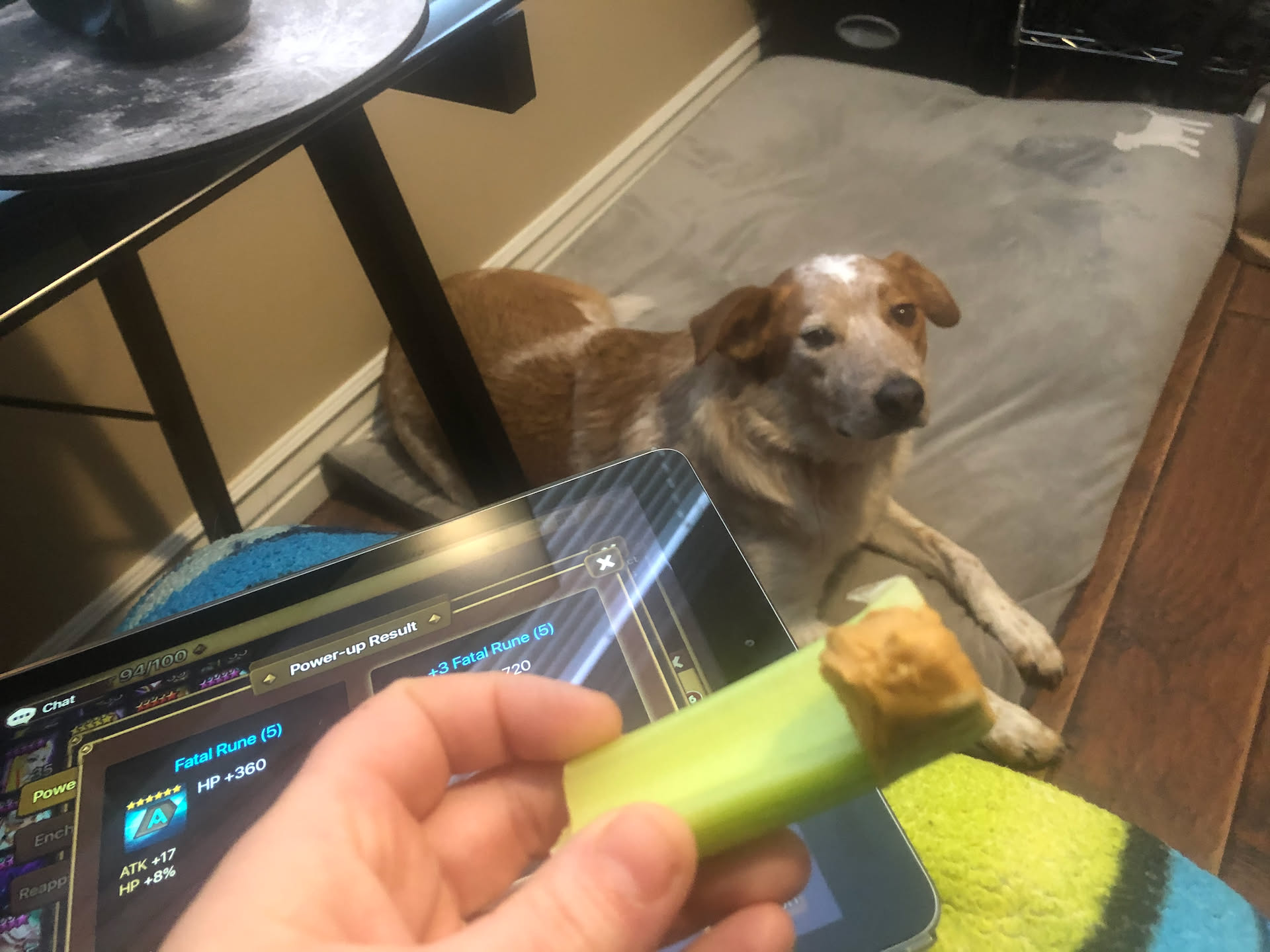 Loki being such a good boy hanging out with us while we work.