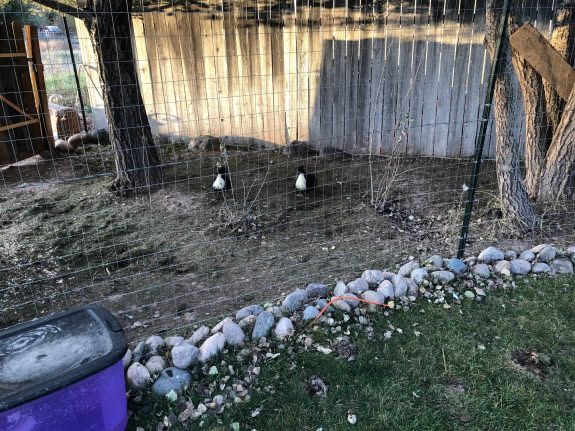 Our happy little ducks.