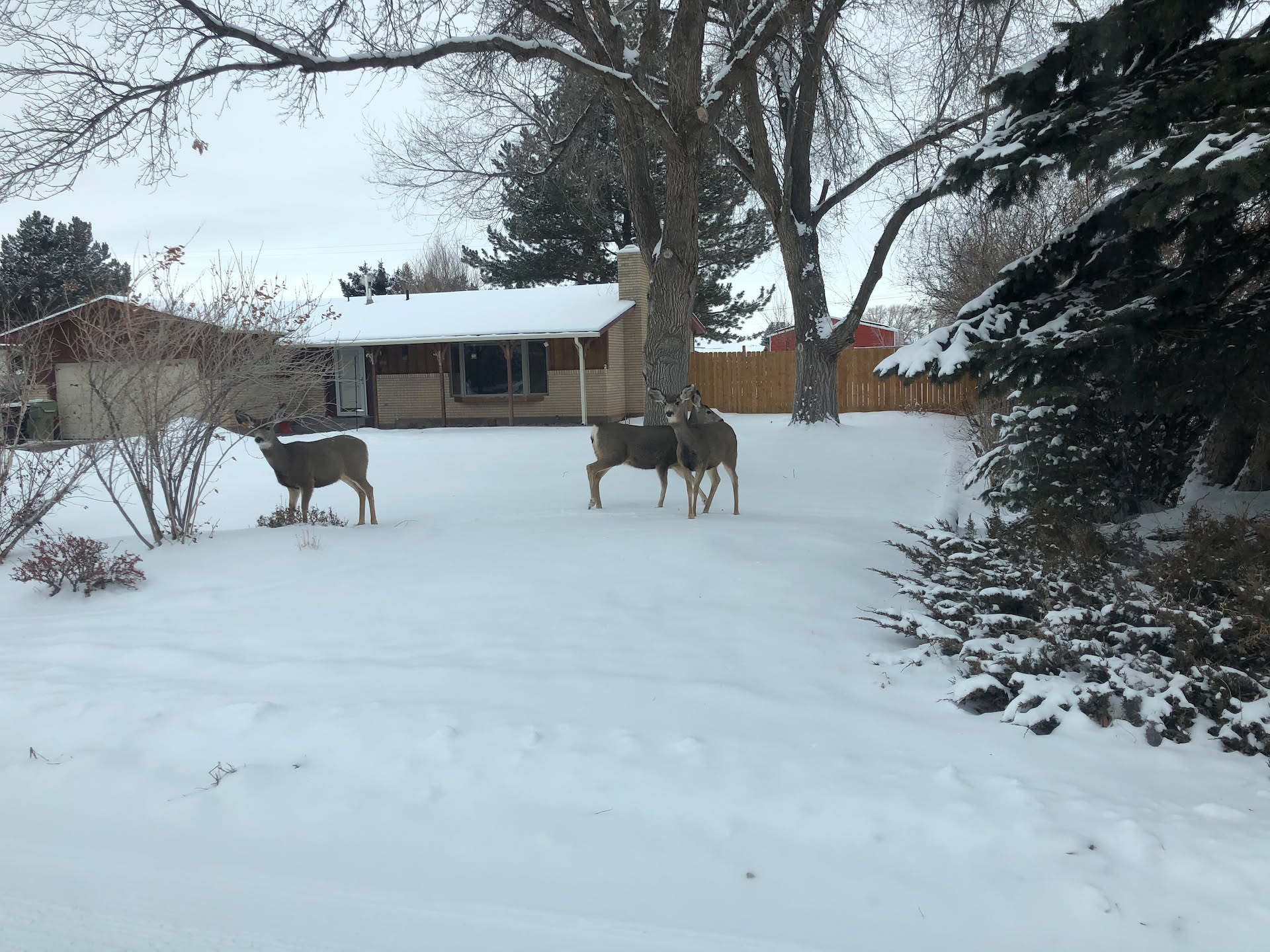 When we took Ethan back to his mother’s house, pulling into our neighborhood, some wild deer just hanging out in someone’s yard.