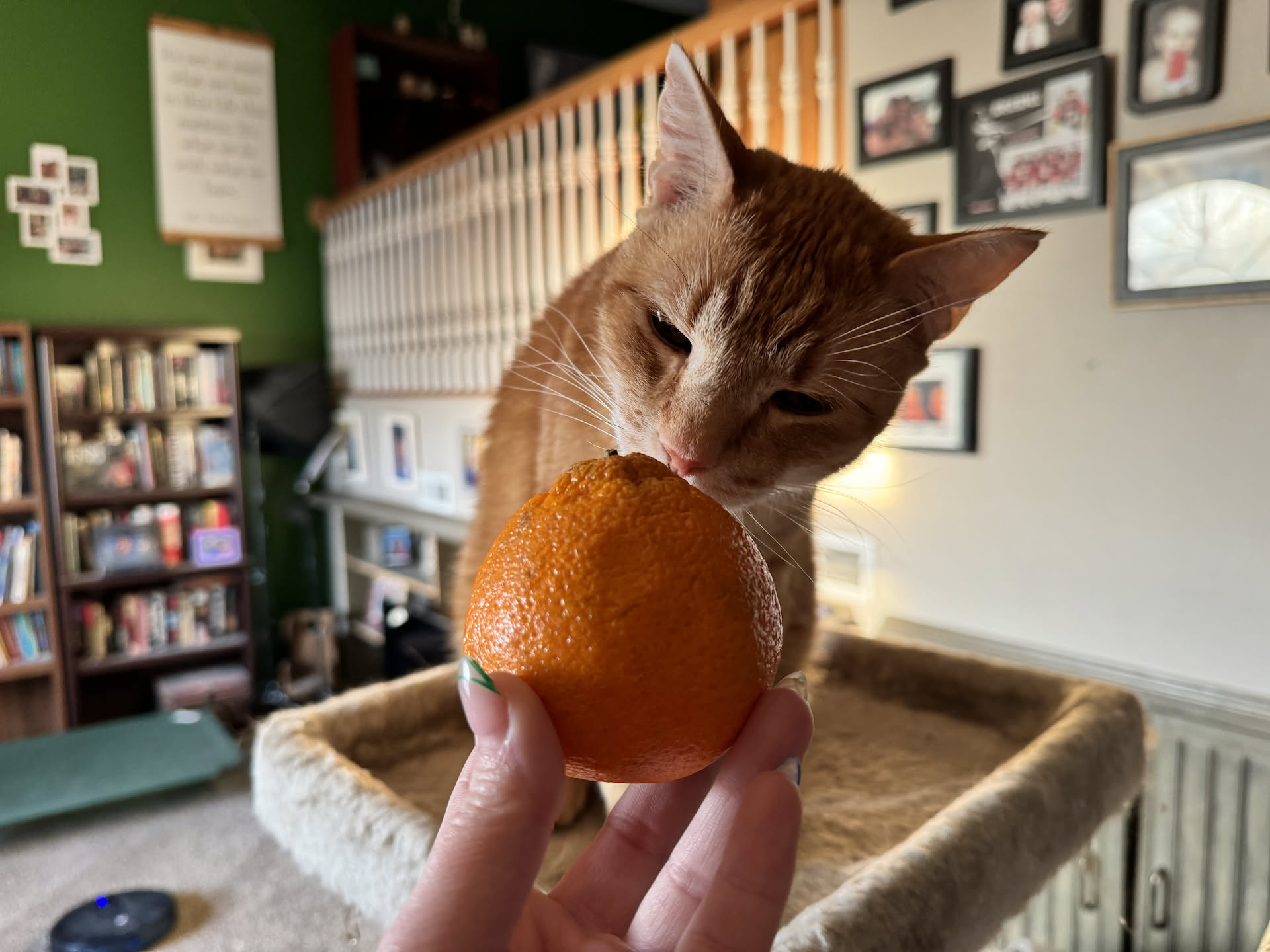 Deanna seeing if Tater liked her breakfast orange… he did not.