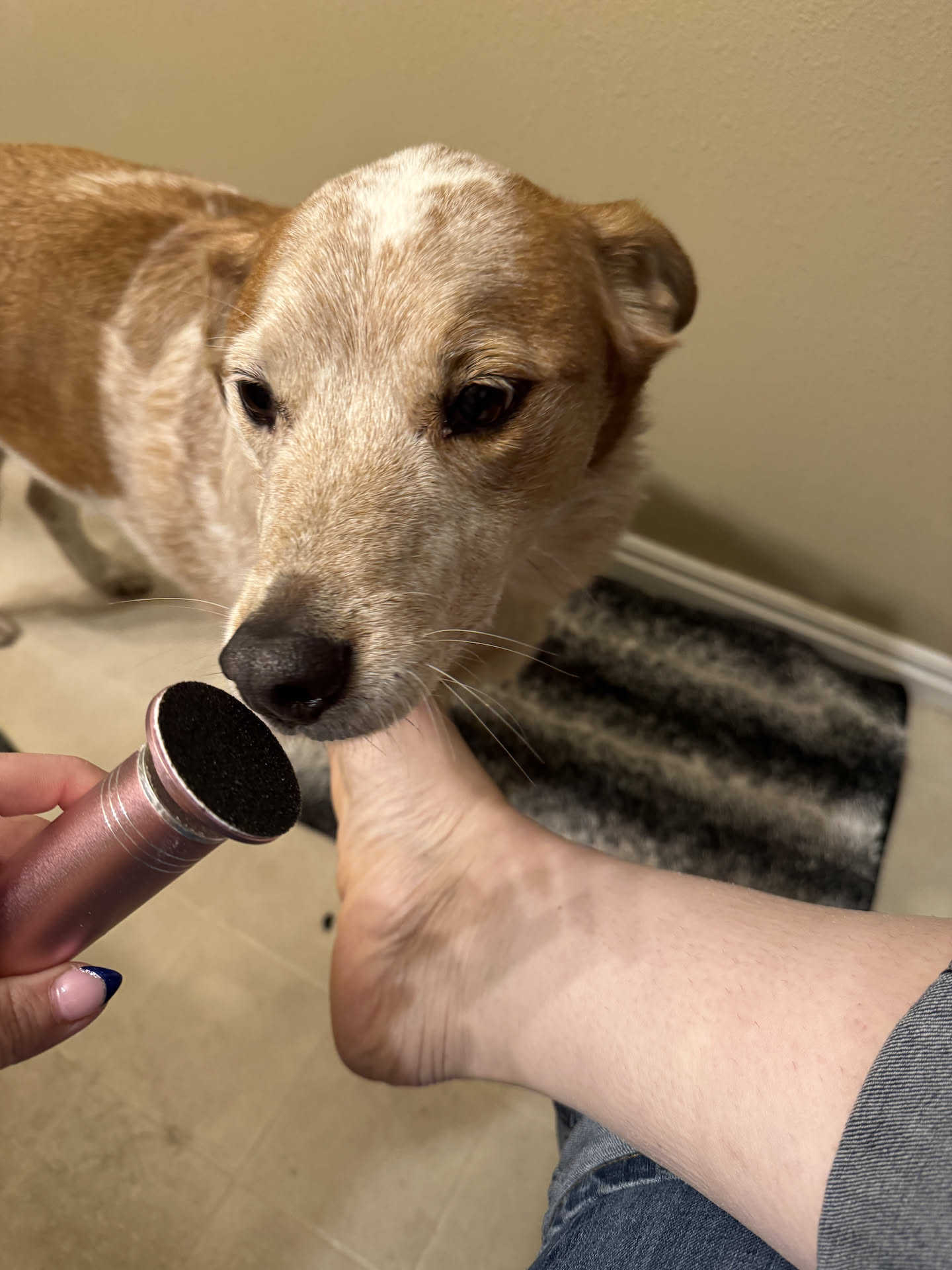 Puppy pedicure to prepare for the beach.