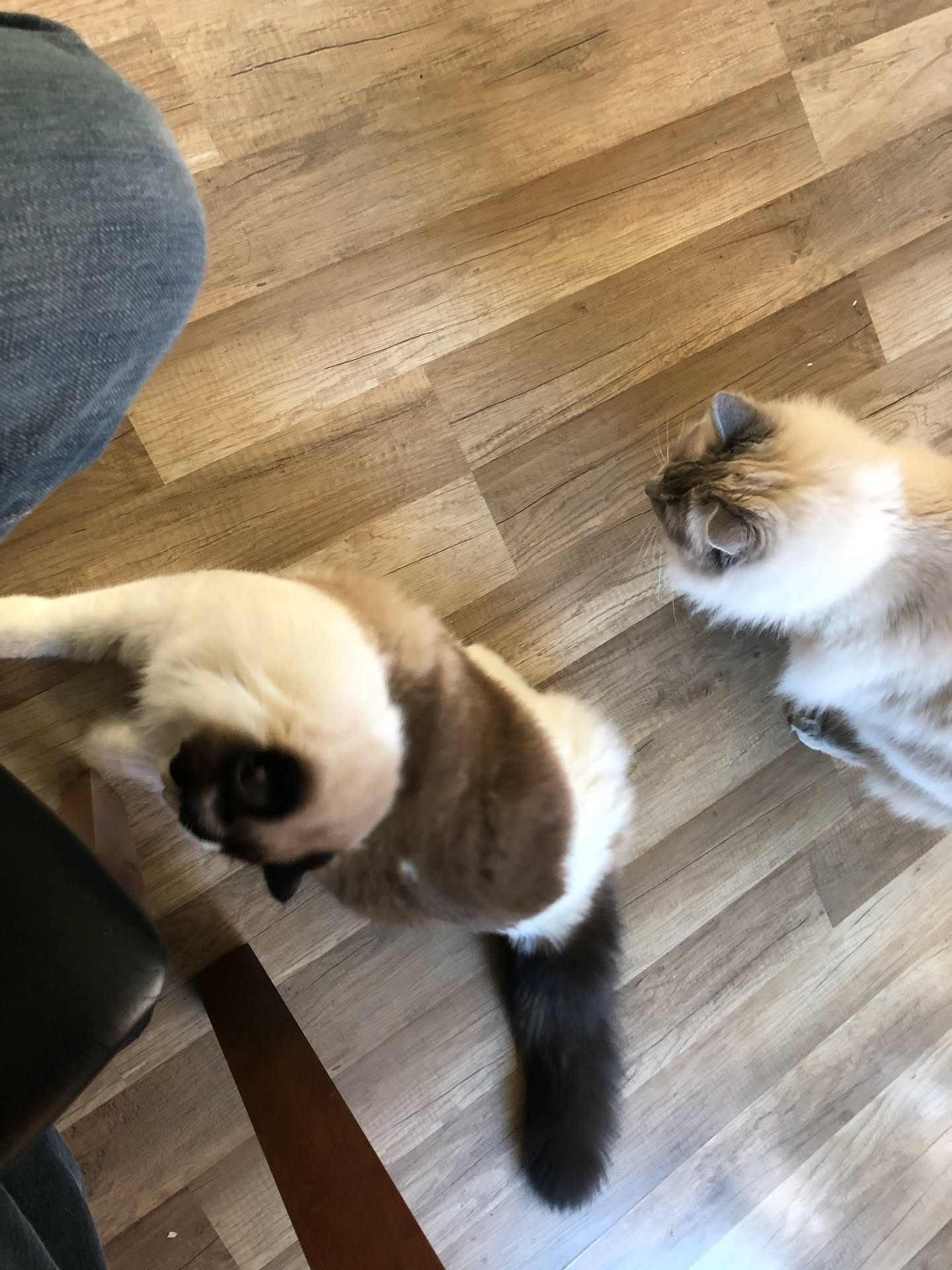 Tyson’s cats liked to visit while I was eating.