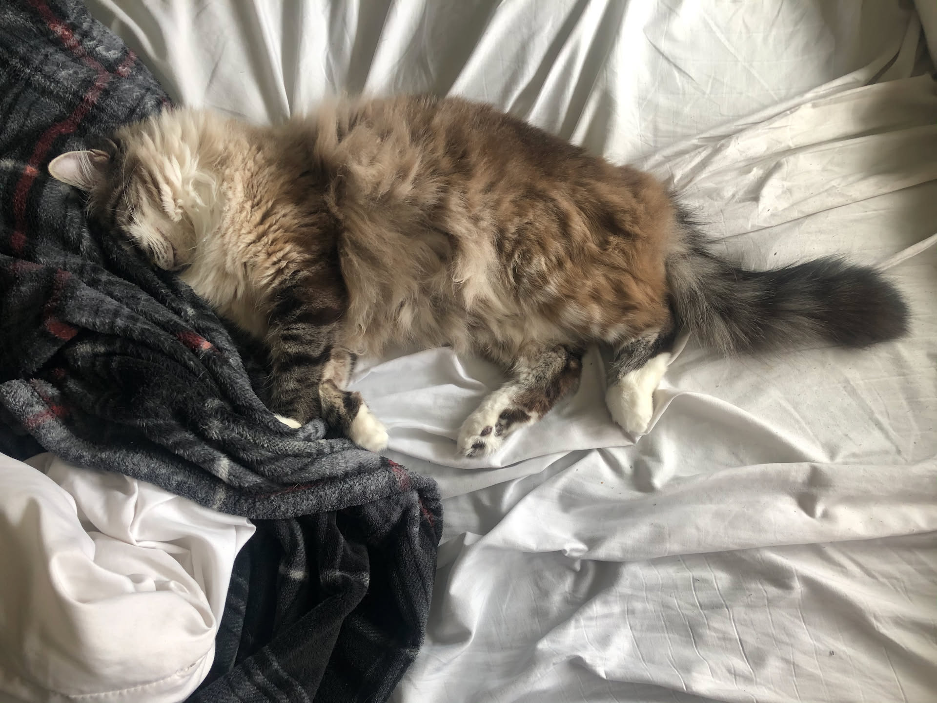 Maynard took full advantage of the bedroom door being open and crashed out on our bed.